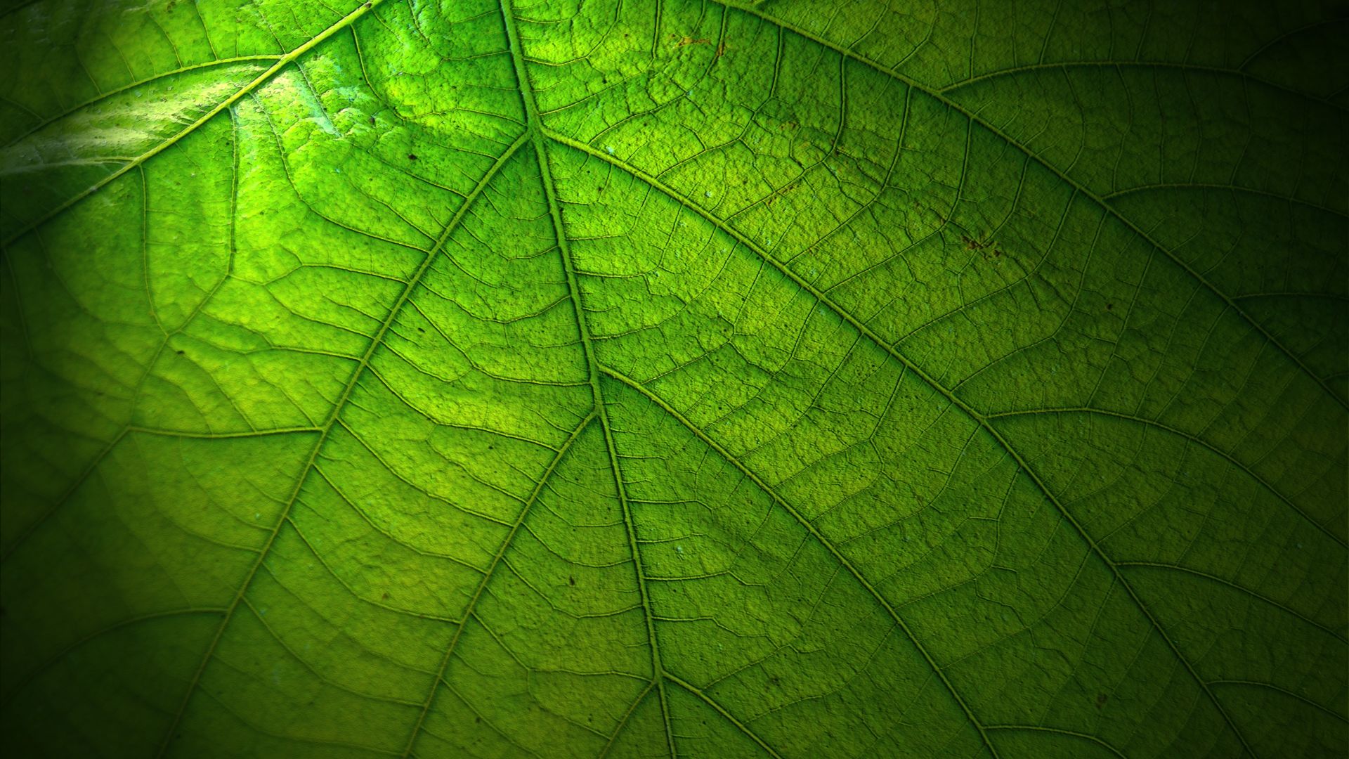 Wallpaper Green Large Leaf, close up