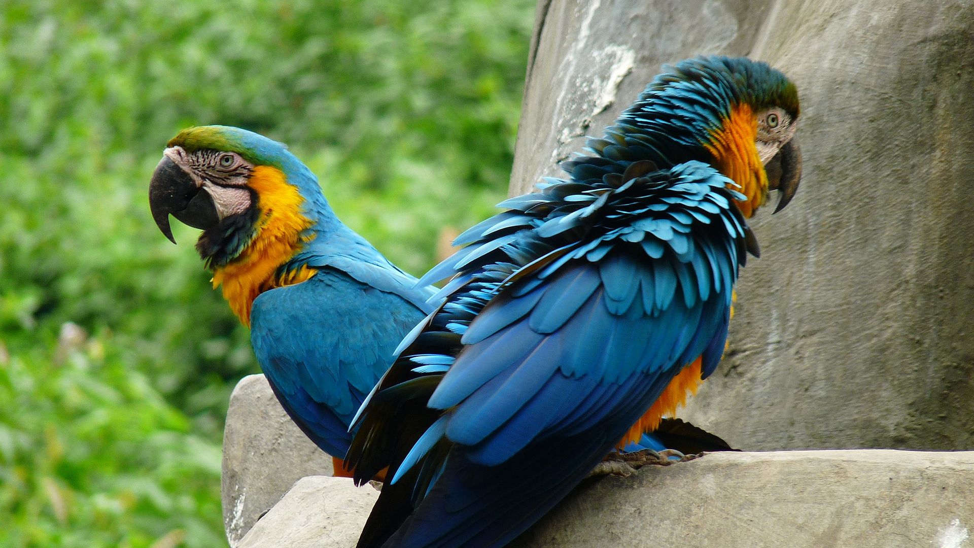 Wallpaper Macaw parrot, pair, birds, colorful