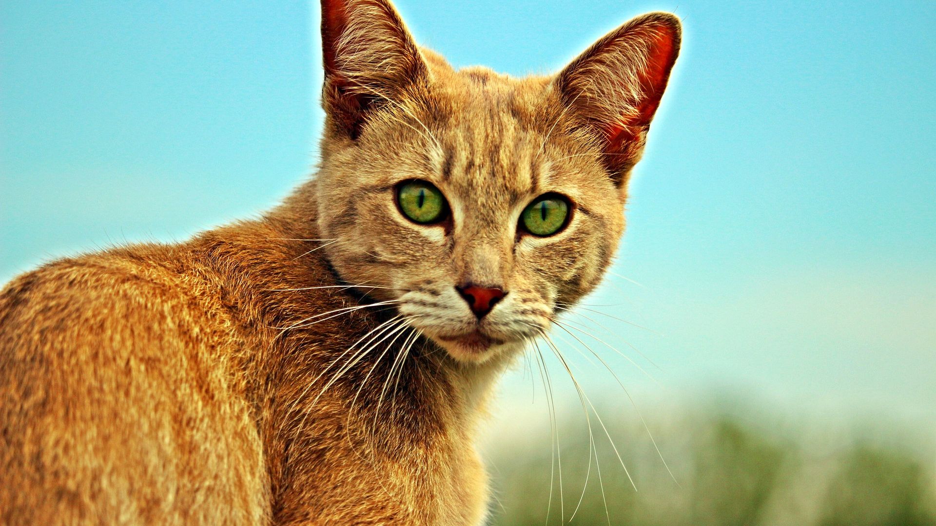 Wallpaper Orange cat, stare, fur, curious, animal