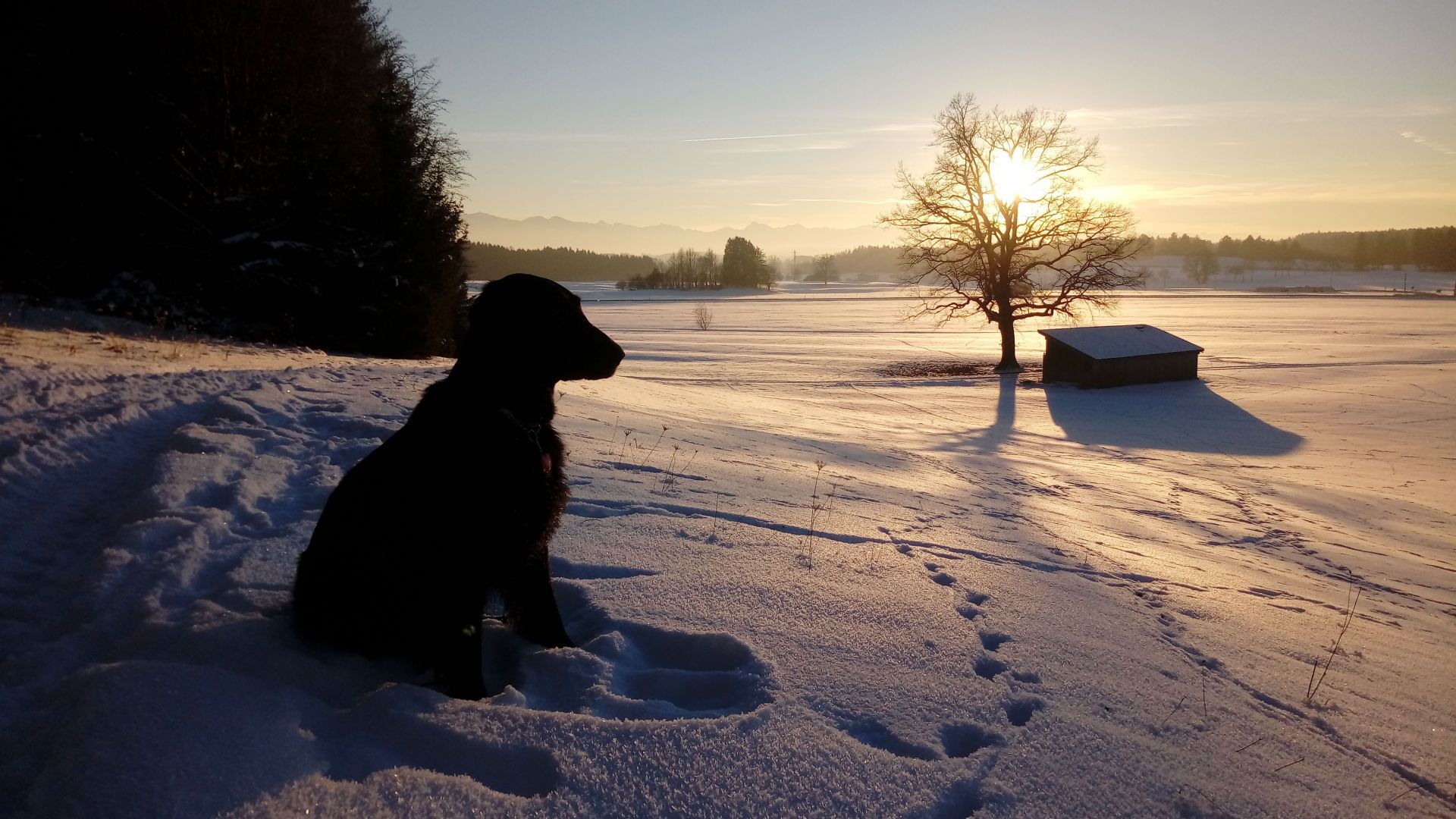 Wallpaper Dog retriever black, winter