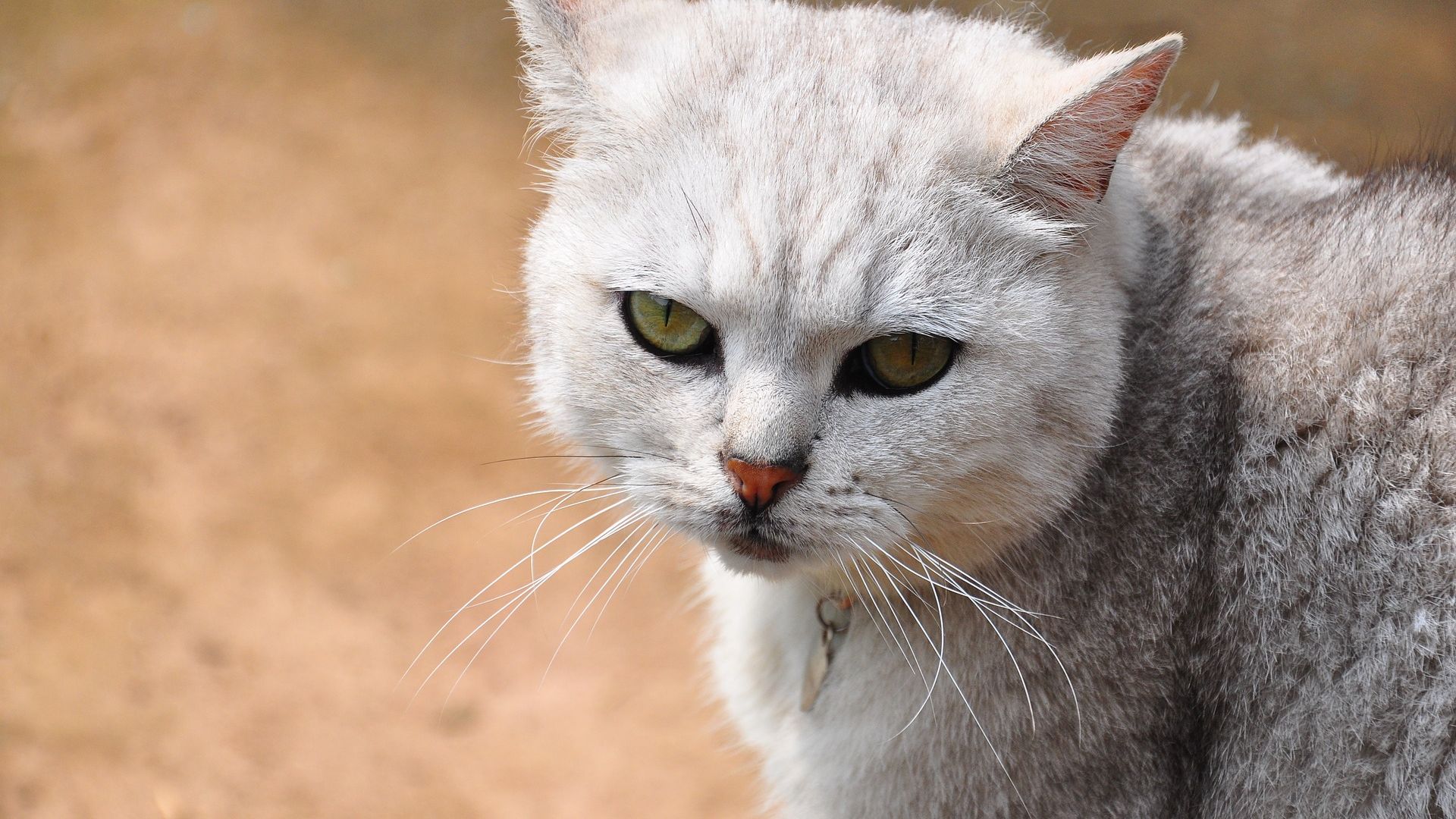 Wallpaper Sad and curious, white cat, pet animal