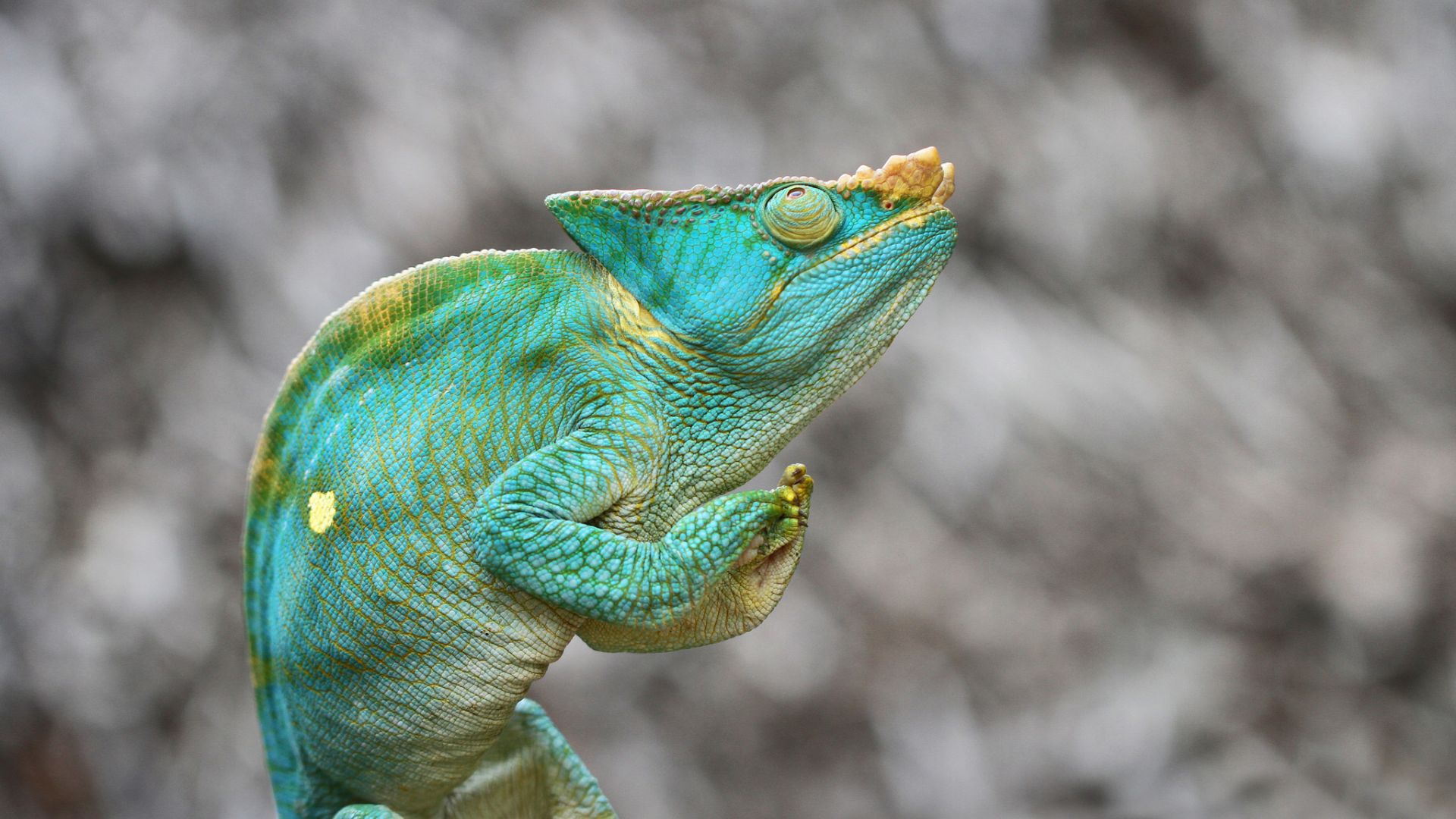 Wallpaper Green chameleon, lizard