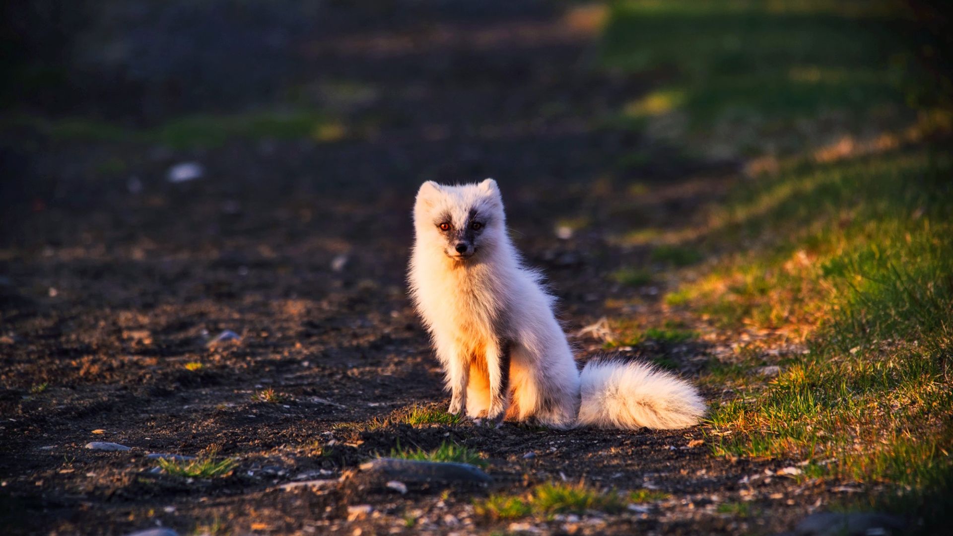 Wallpaper Arctic fox, cute, small animal