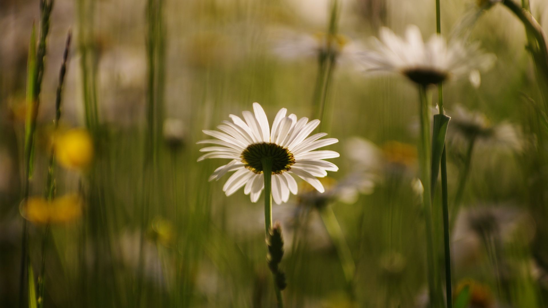 Wallpaper Meadow, white daisy, flower, plants