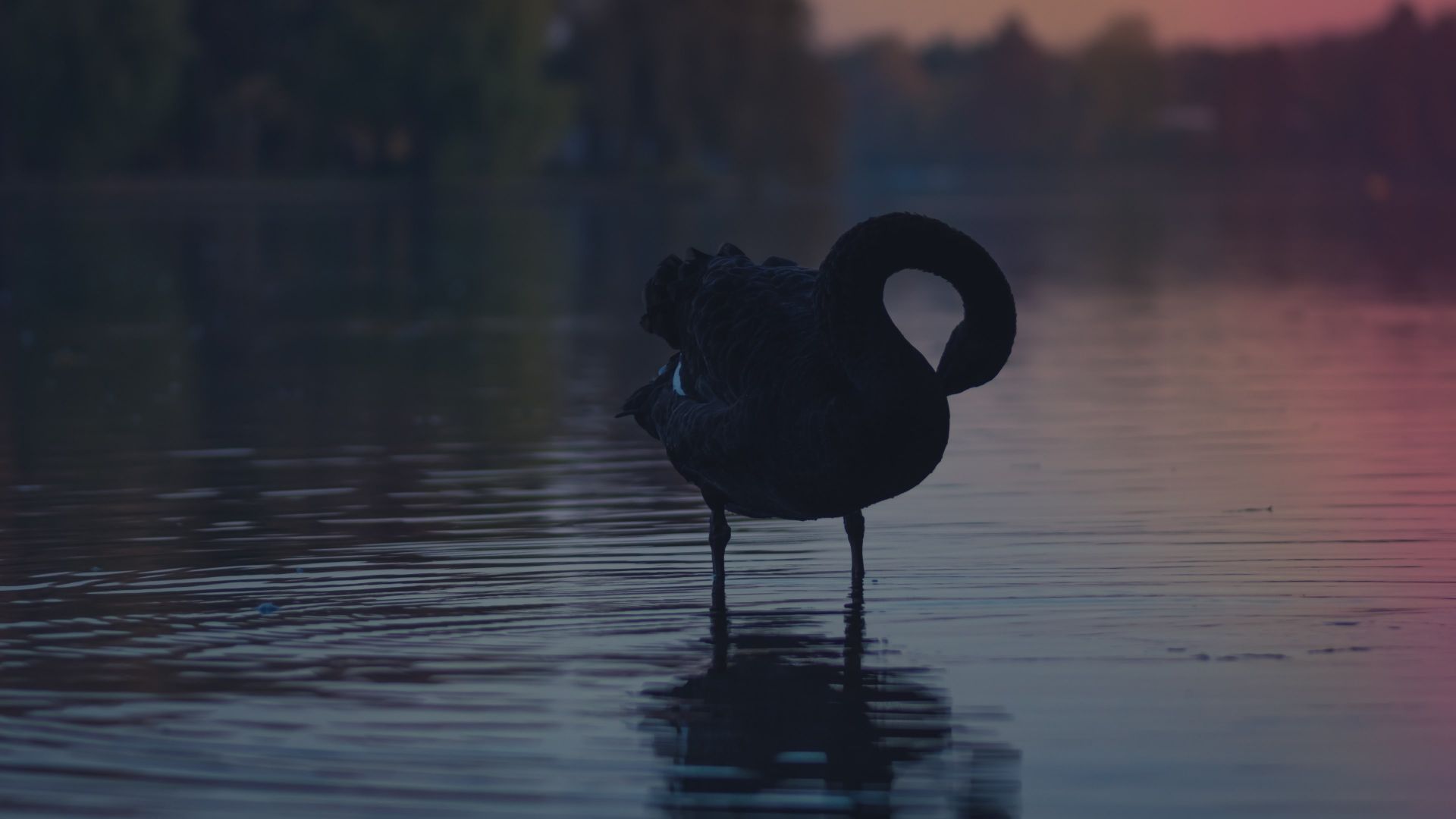 Wallpaper Black swan in lake