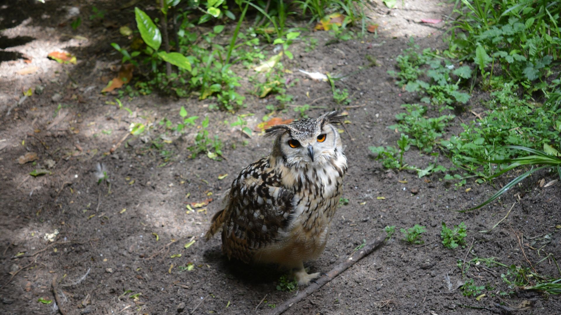 Wallpaper Owl, bird of zoo, looking up