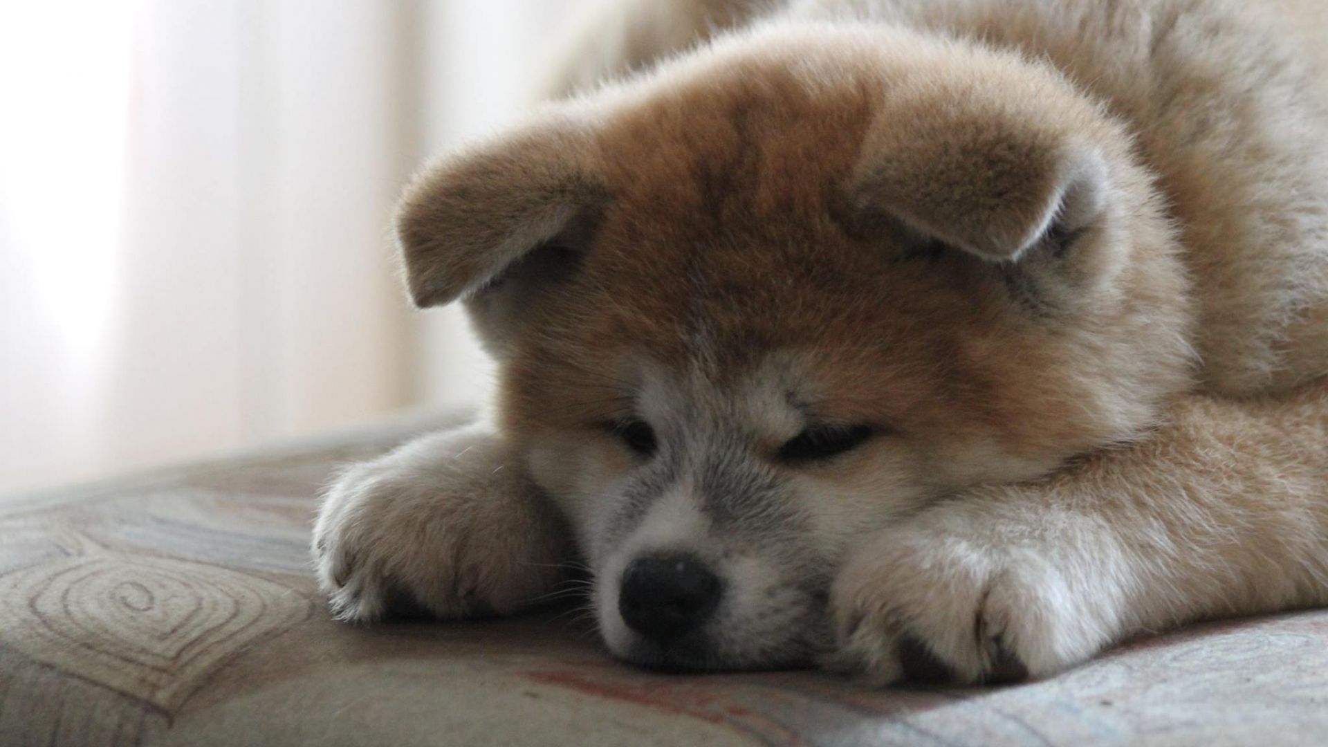 Wallpaper Siberian Husky, puppy, relaxed, dog