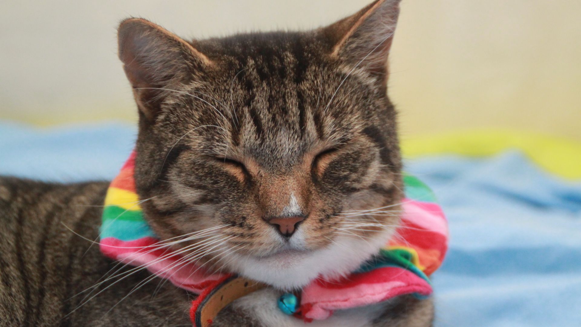 Wallpaper Cat, muzzle. closed eyes, animal