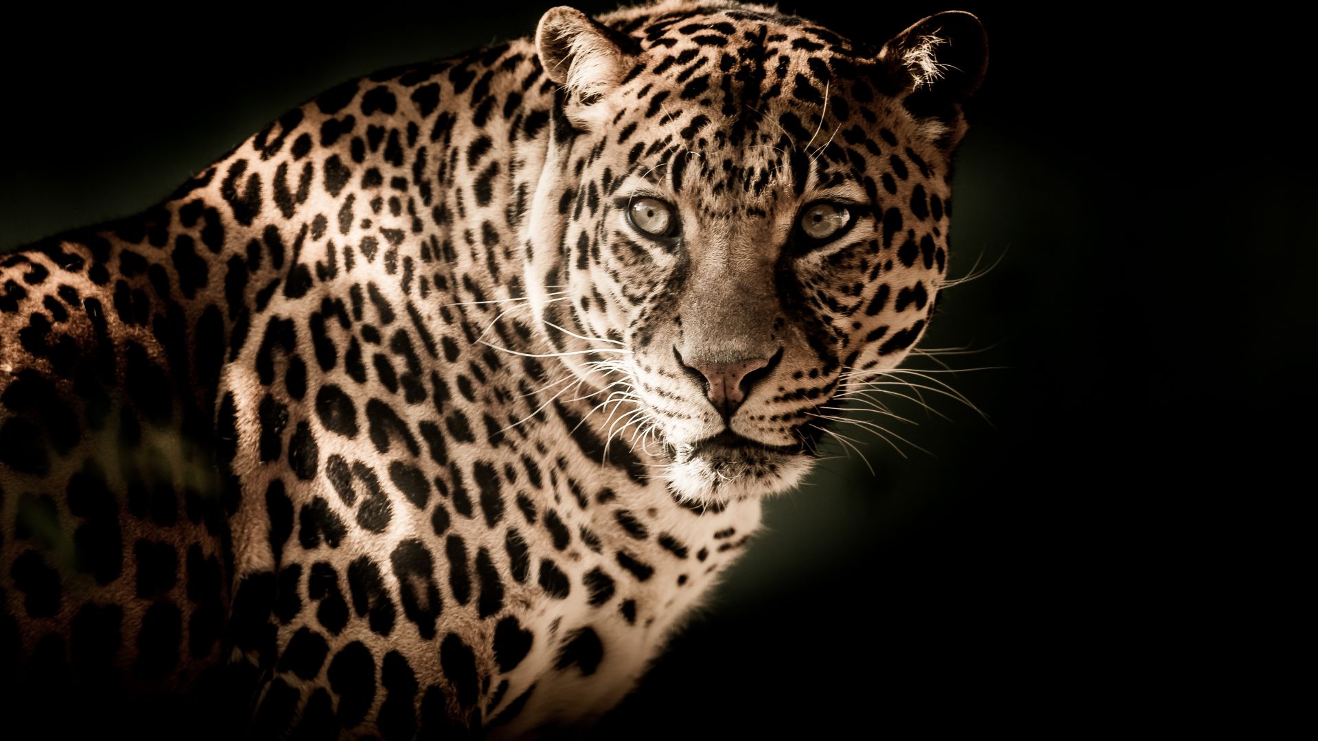 Wallpaper Leopard, predator, muzzle, wild cat, portrait, 4k