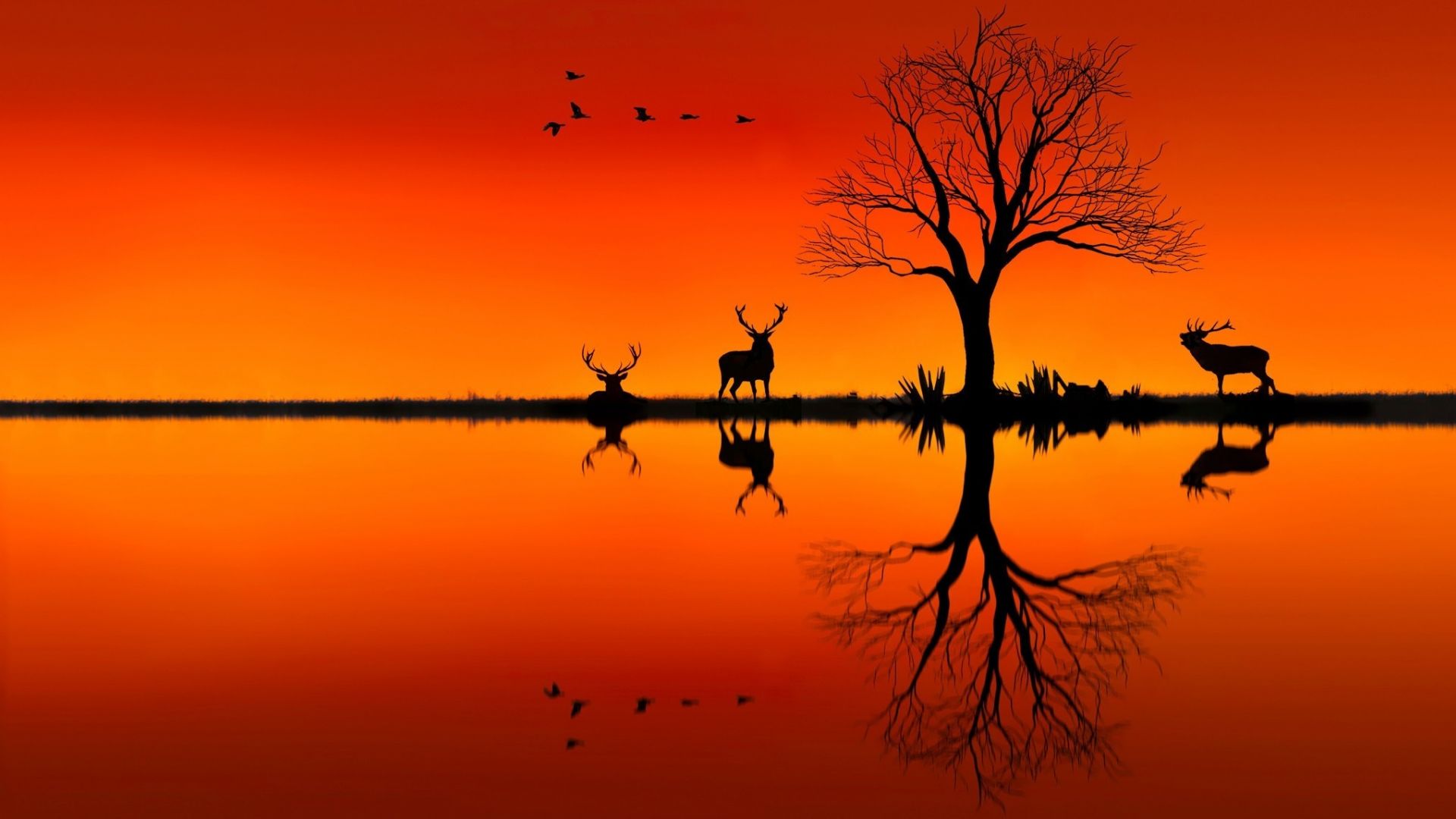 Desktop Wallpaper Elk, Horizon, Sunset, Nature, Tree, Lake, Reflections, Hd  Image, Picture, Background, 51622f