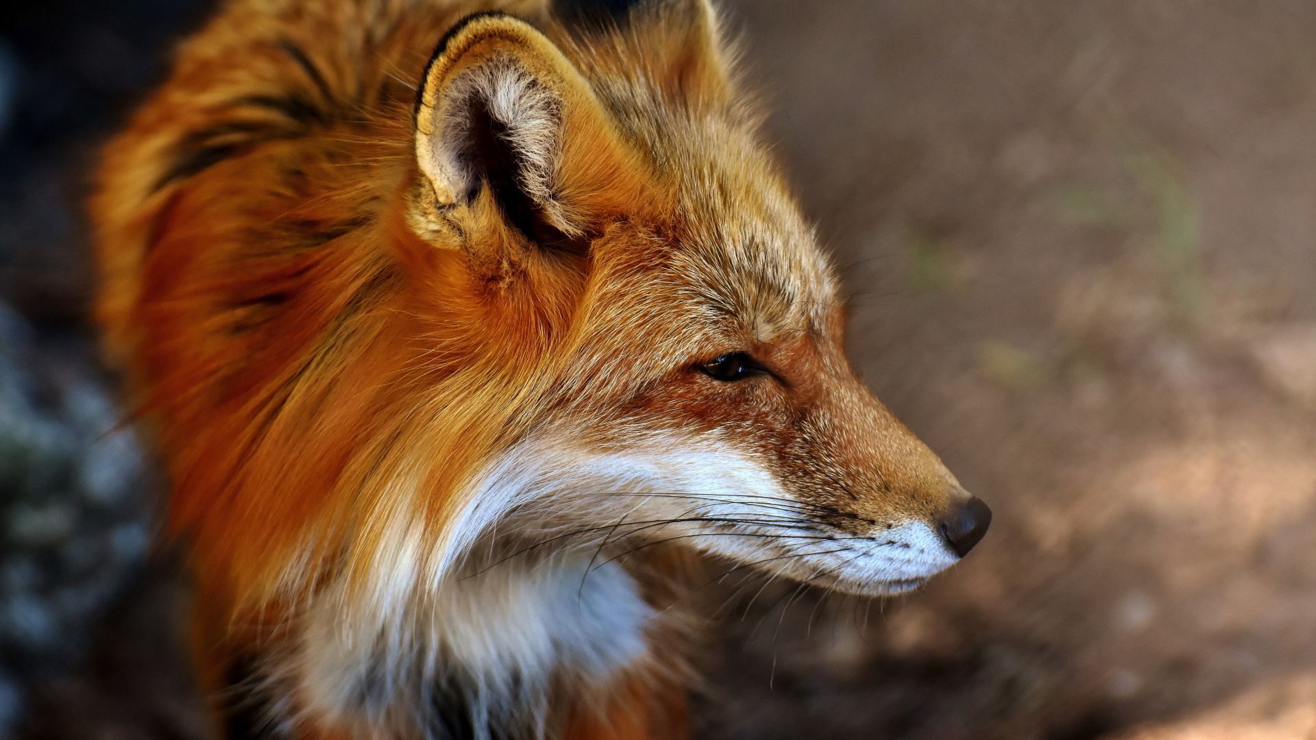 Wallpaper Beautiful animal, predator, fox, muzzle