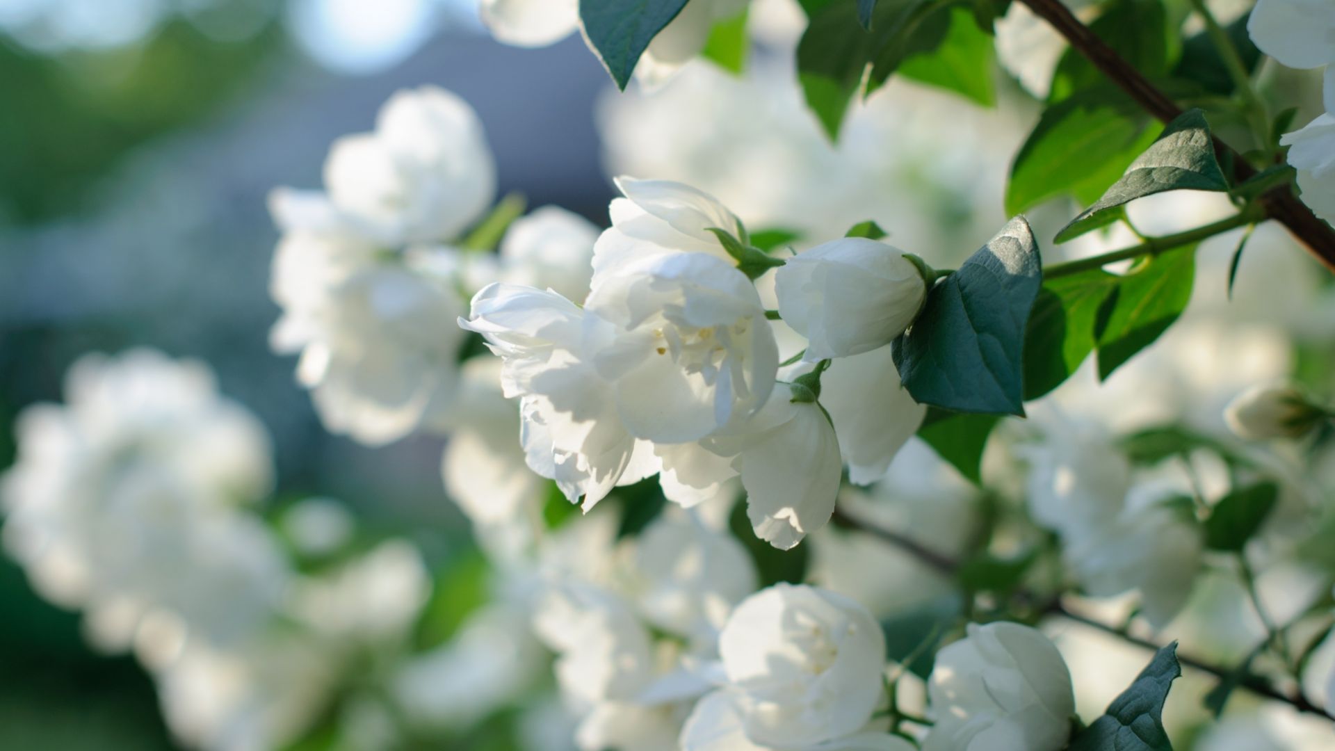 Wallpaper Blossom, white flowers, spring