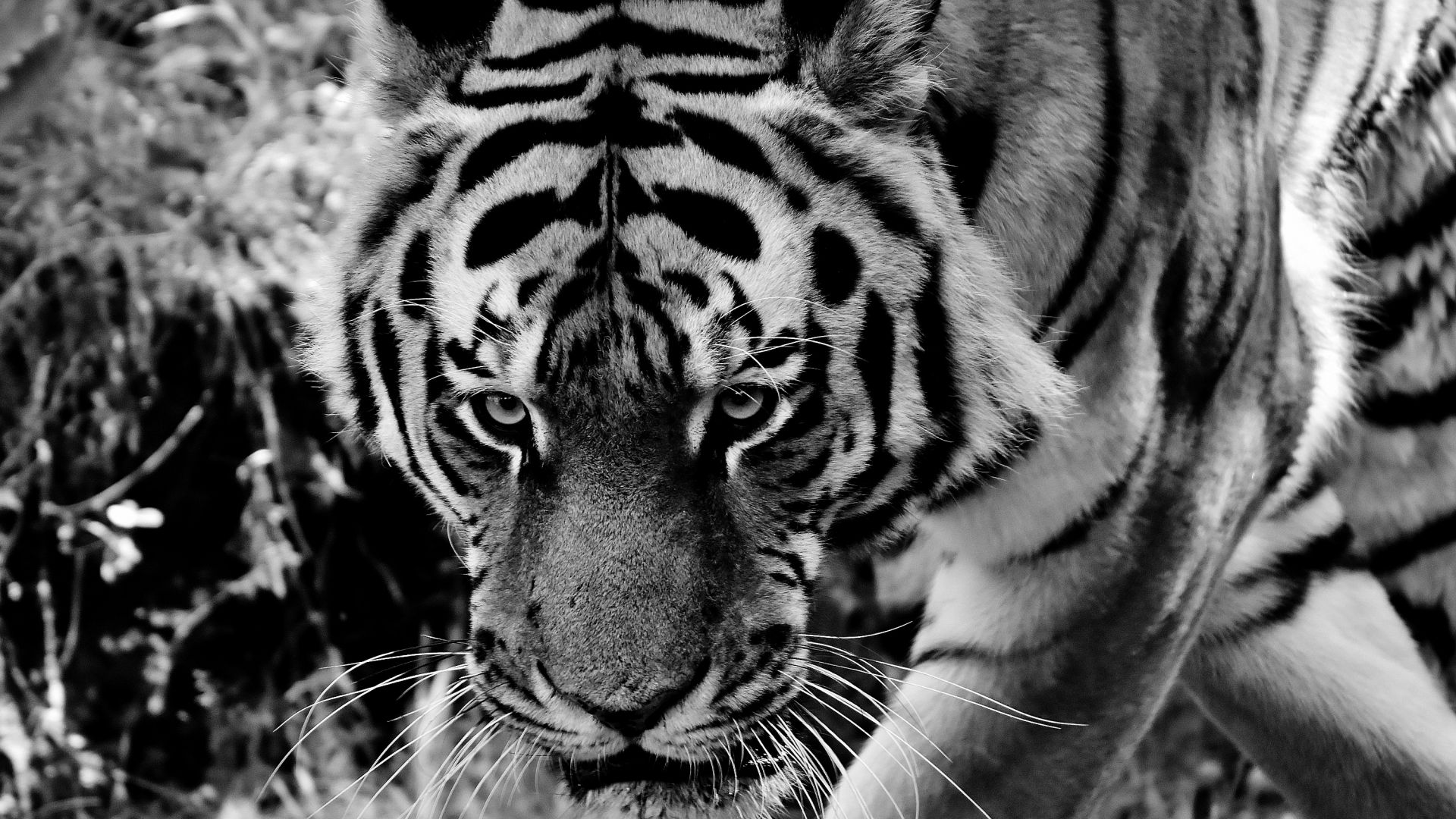 Wallpaper Angry, wild animal, tiger, predator, monochrome