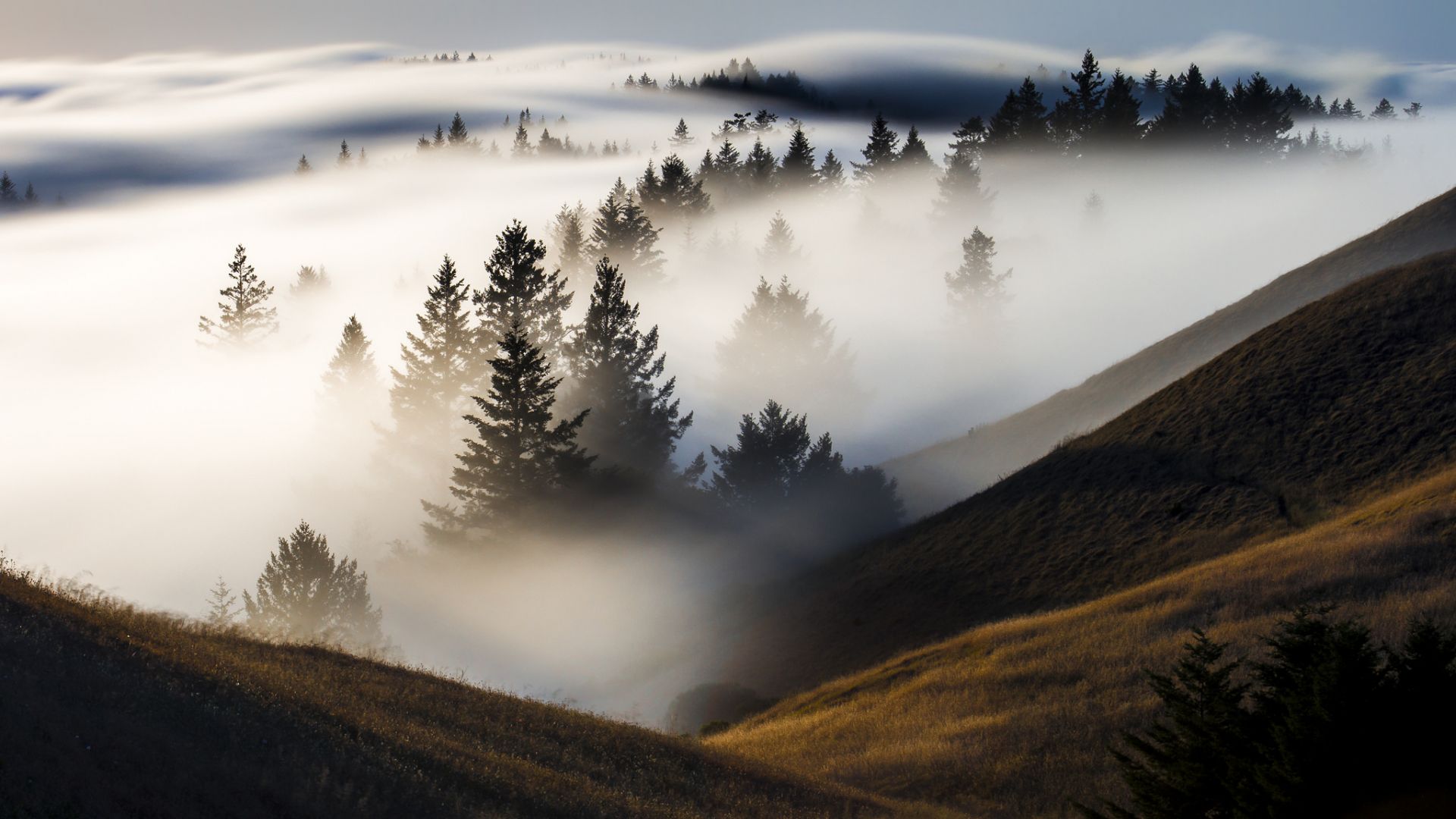 Wallpaper Mist, fog, landscape, trees, nature