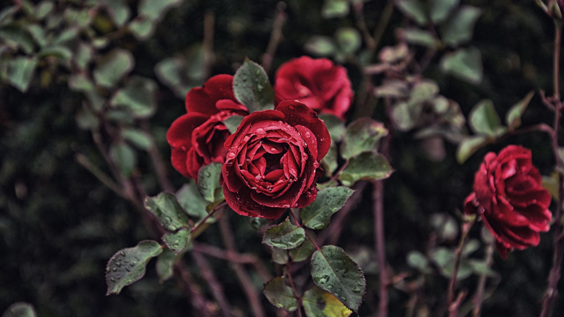 Wallpaper Rose, red flower, plants, drops, 5k
