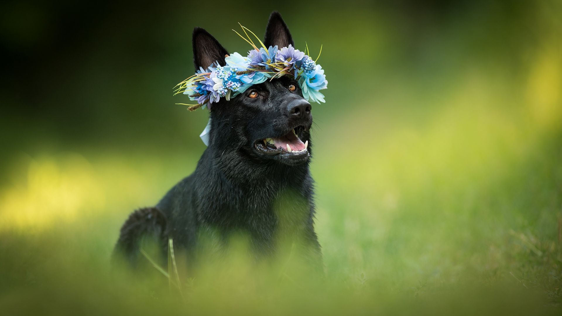 Wallpaper Black dog, German Shepherd, flowers, crown, meadow