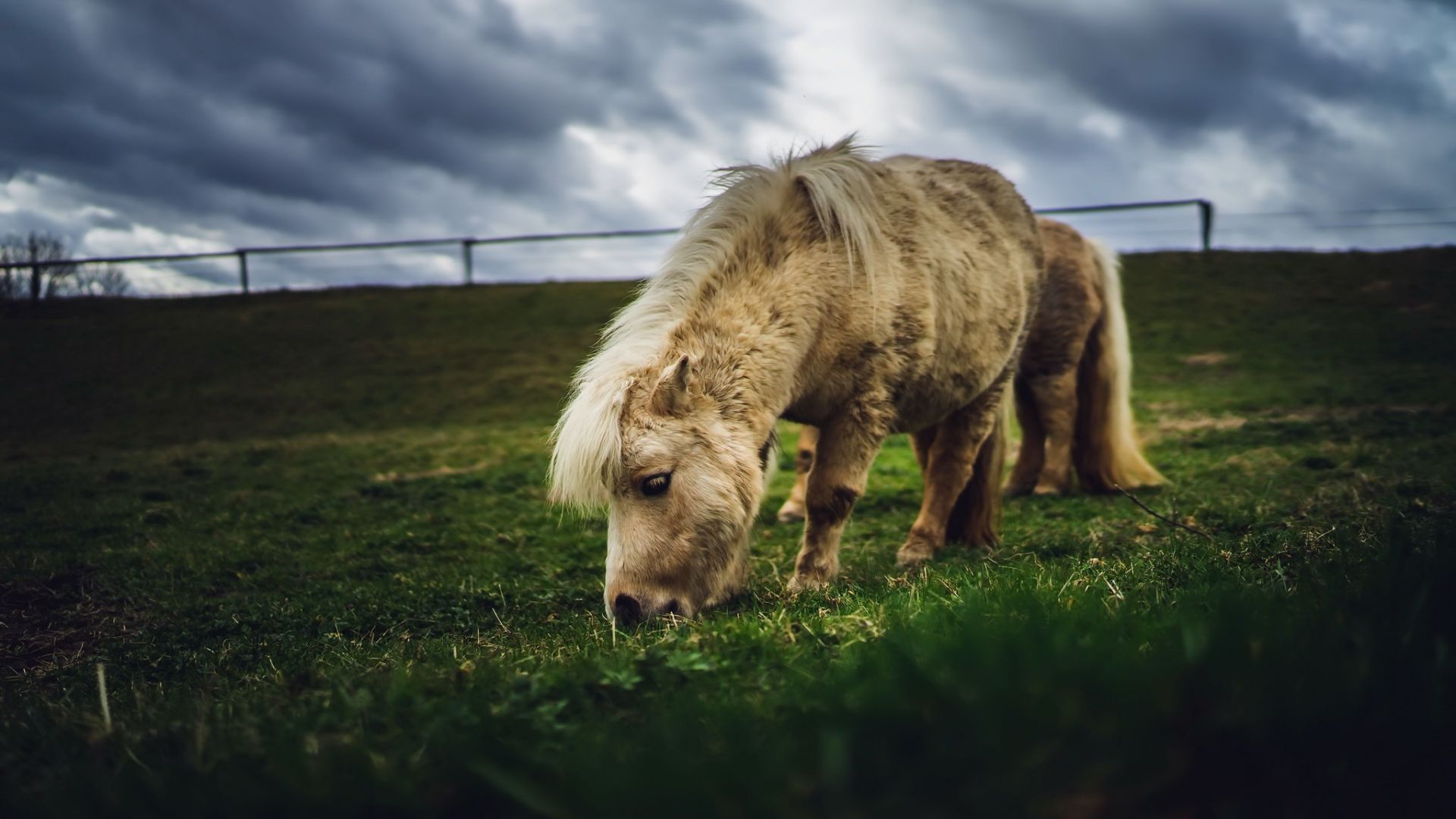 Wallpaper Horse, white pony, grazing, animal, landscape