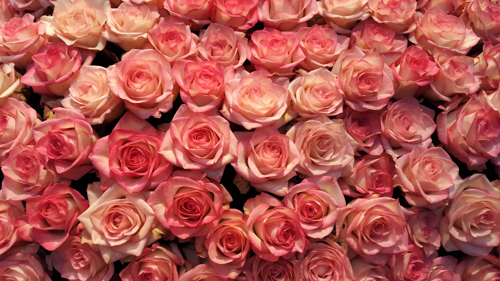 Wallpaper Pink roses, decorations, flowers