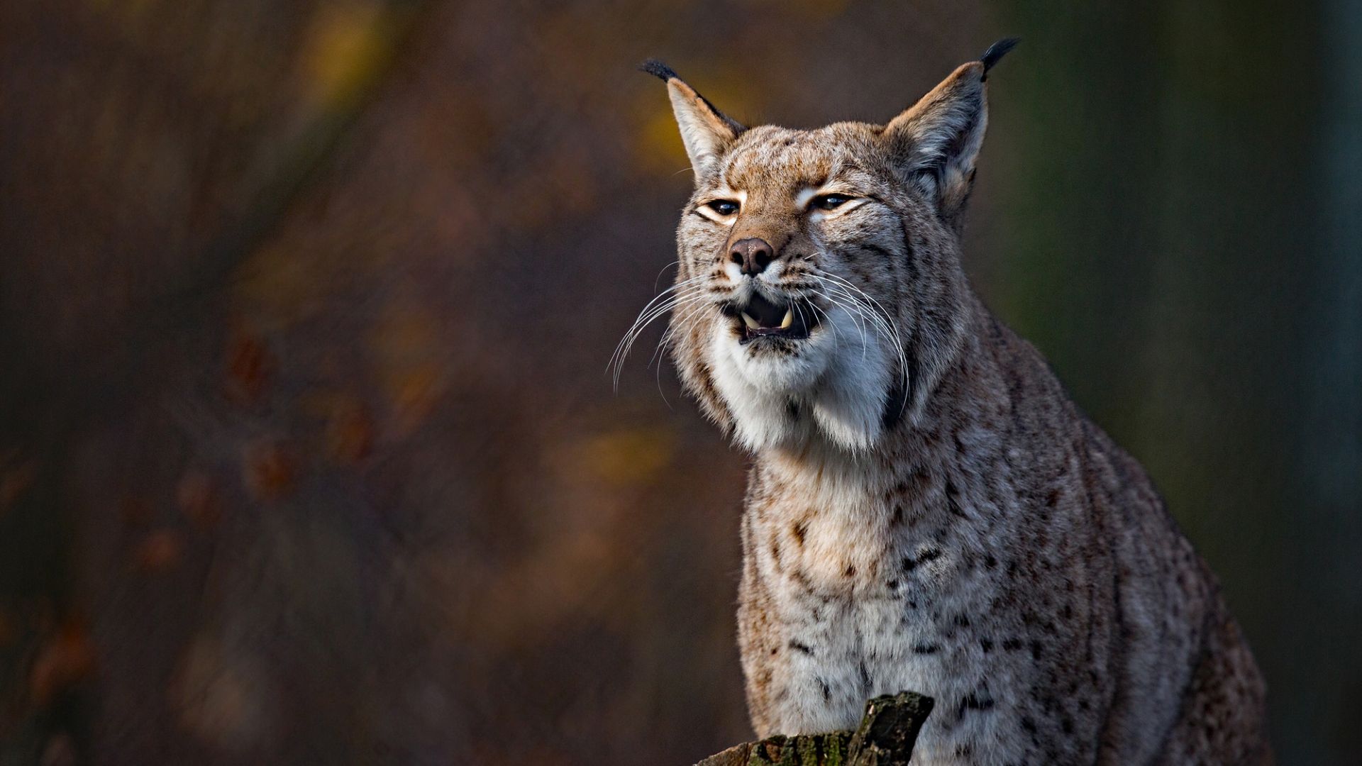 Wallpaper Wild cat, animal, lynx