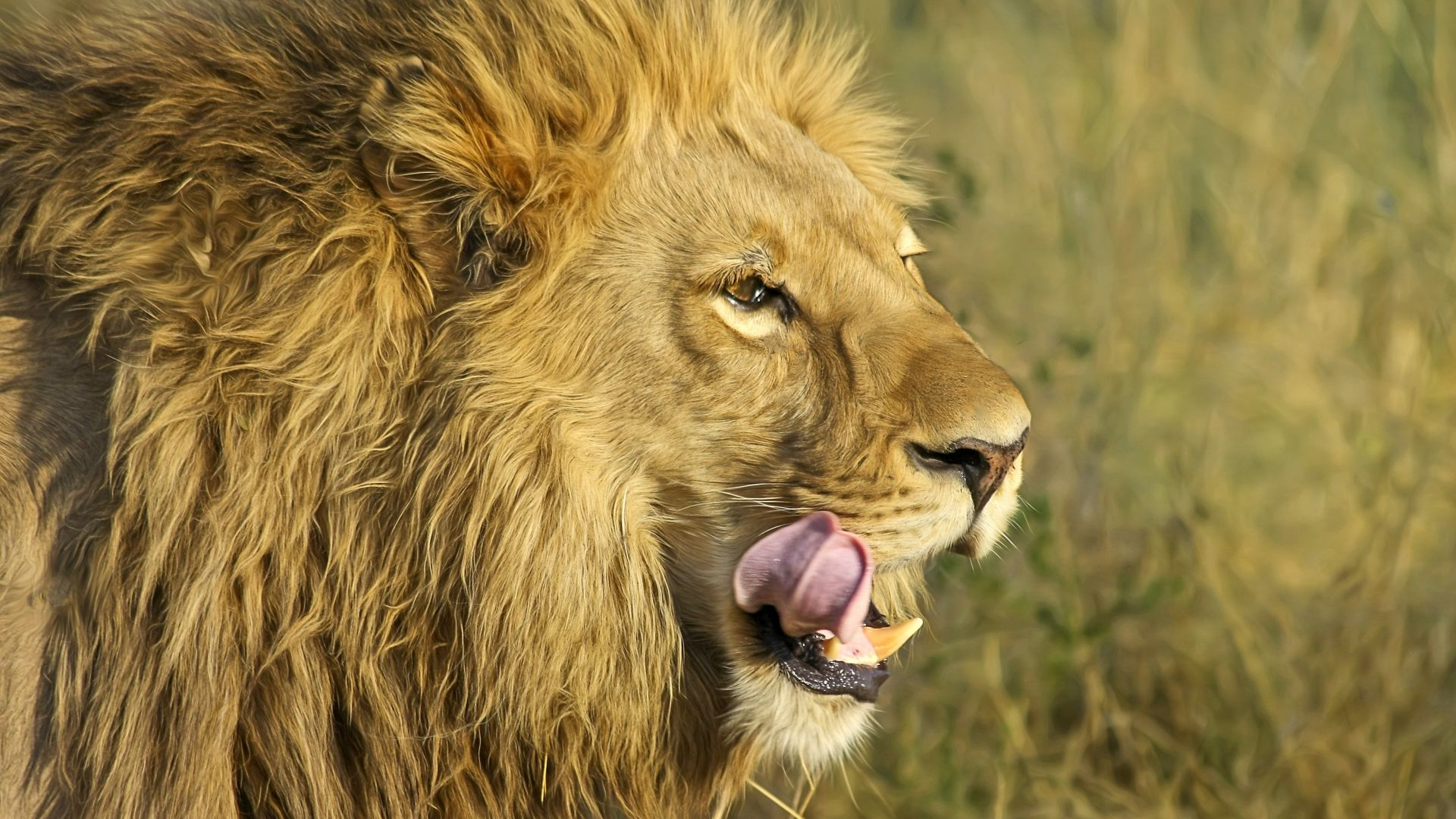 Wallpaper Muzzle, fur, predator, lion, 4k