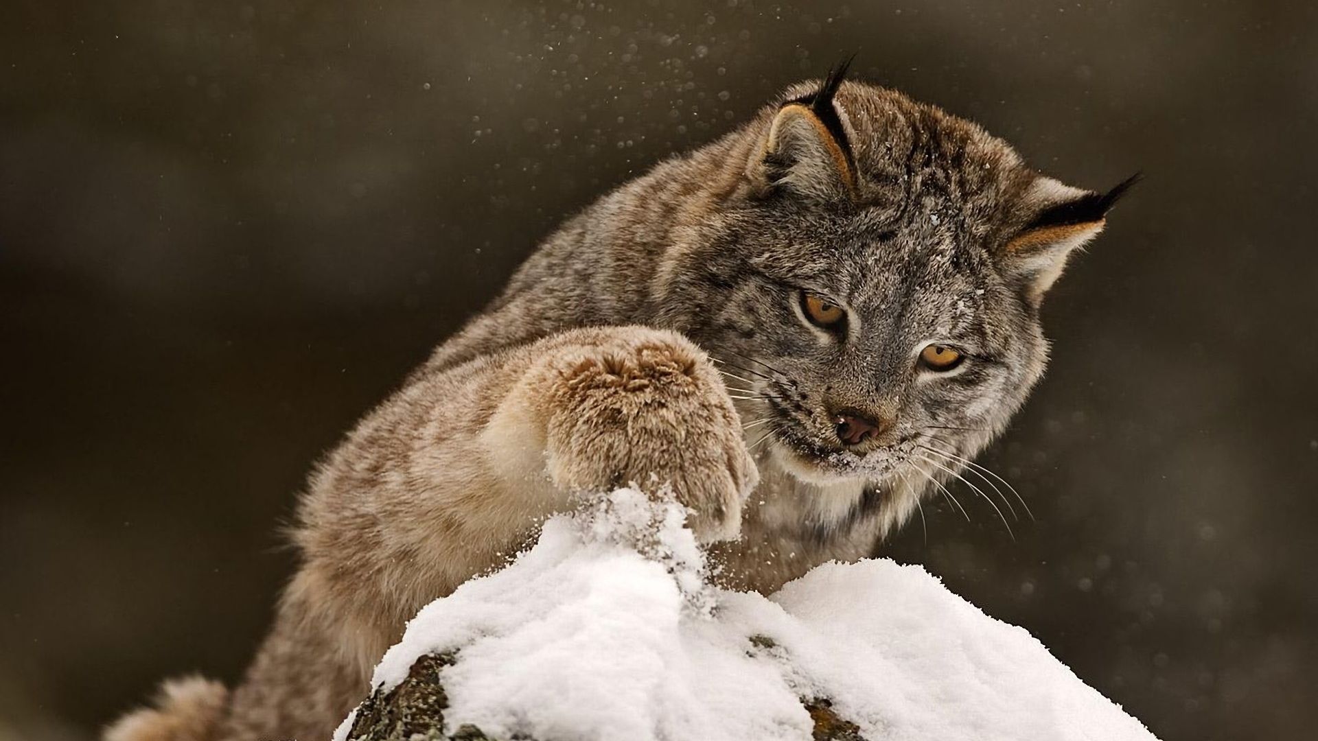 Wallpaper Play with snow, lynx, wild cat
