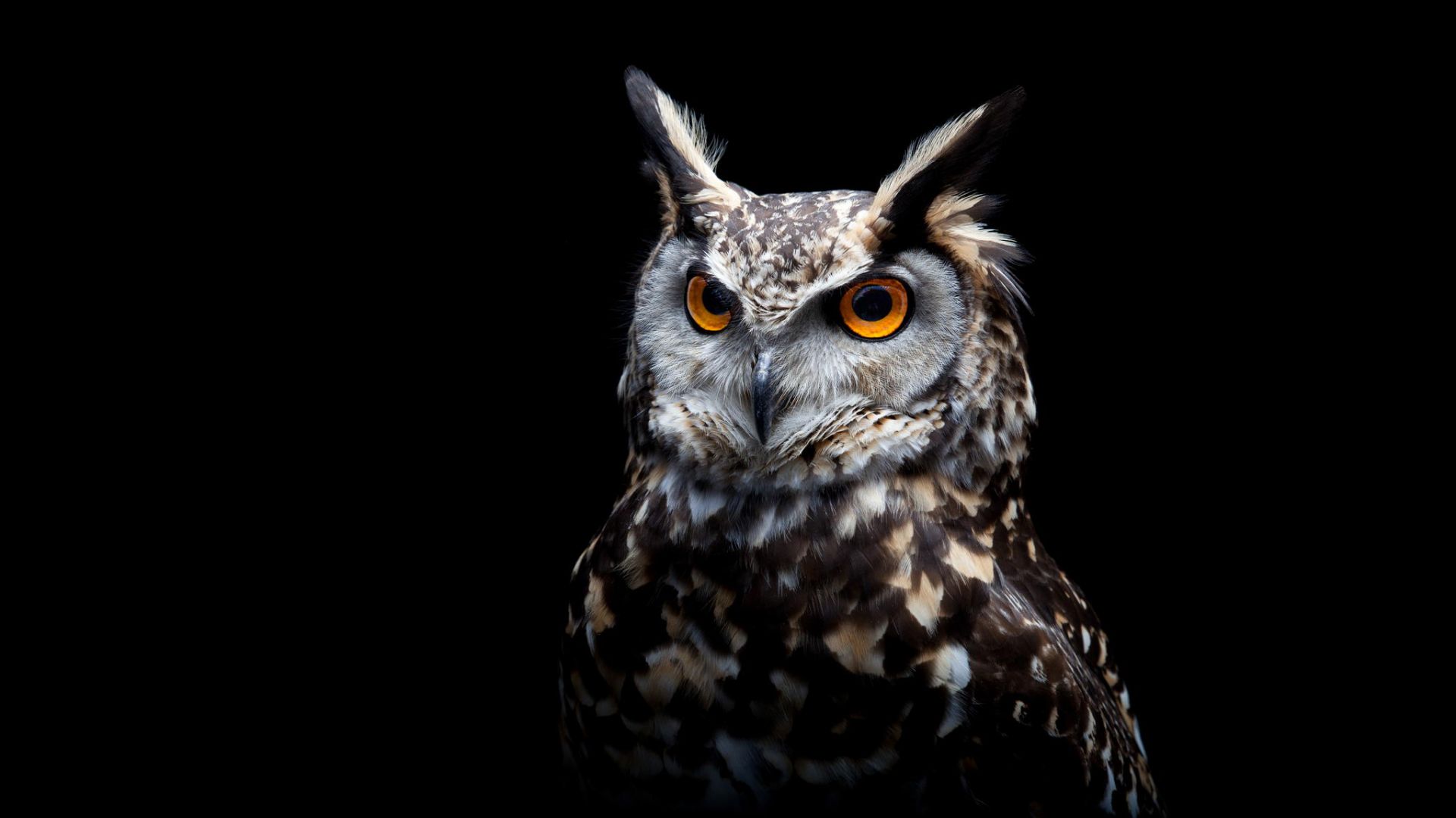 Wallpaper Owl, the predator, dark background, predator