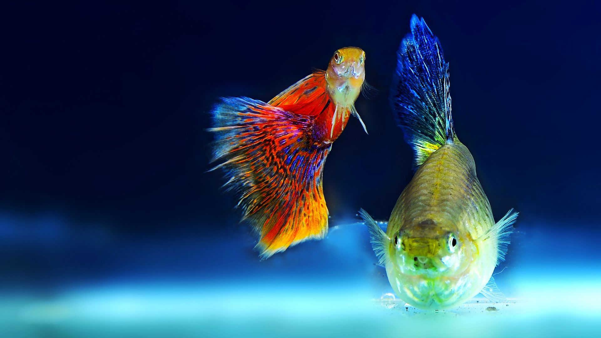 Desktop Wallpaper Aquarium Fish, Colorful, Underwater, Hd Image, Picture,  Background, 54gr5f