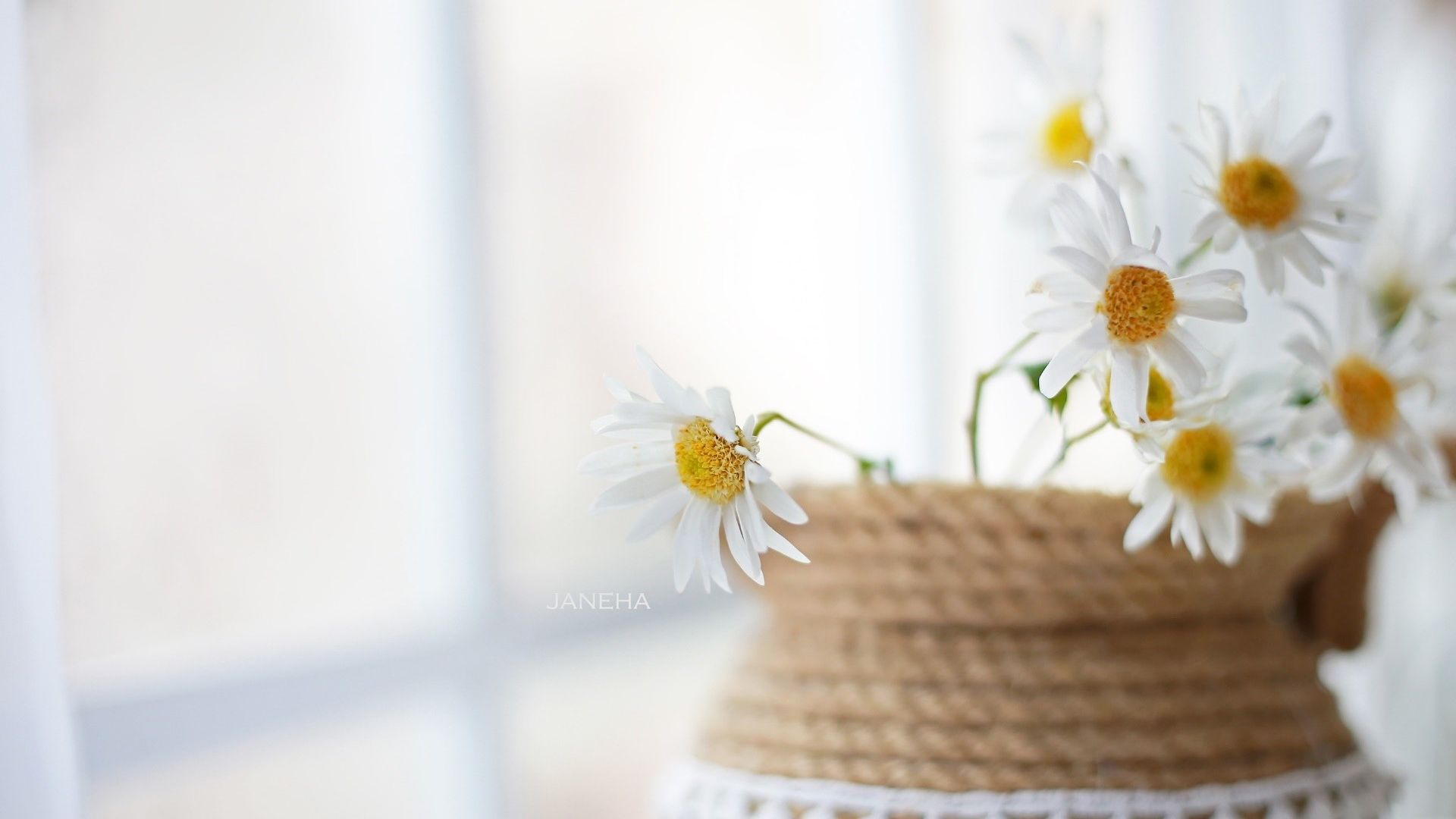 Wallpaper White flowers, basket