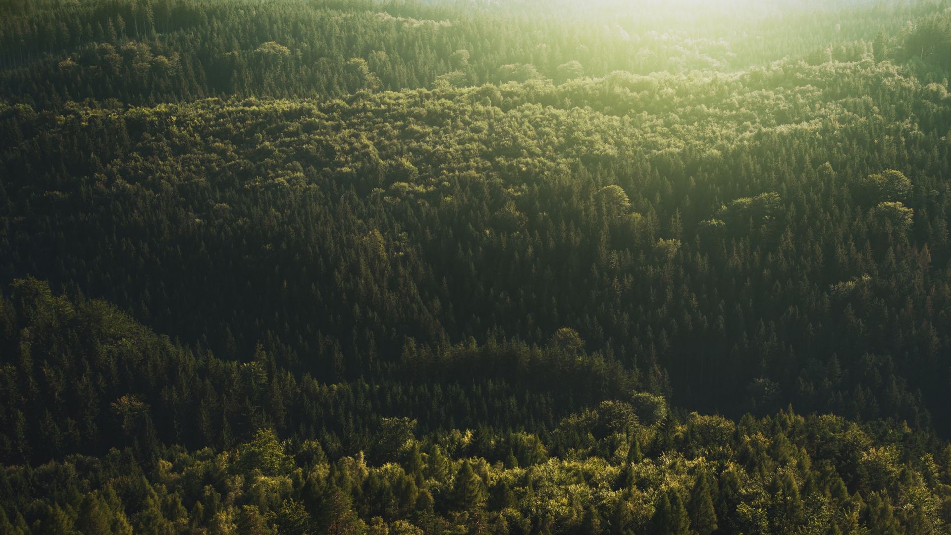 Wallpaper Aerial view, tree, forest, nature, 4k