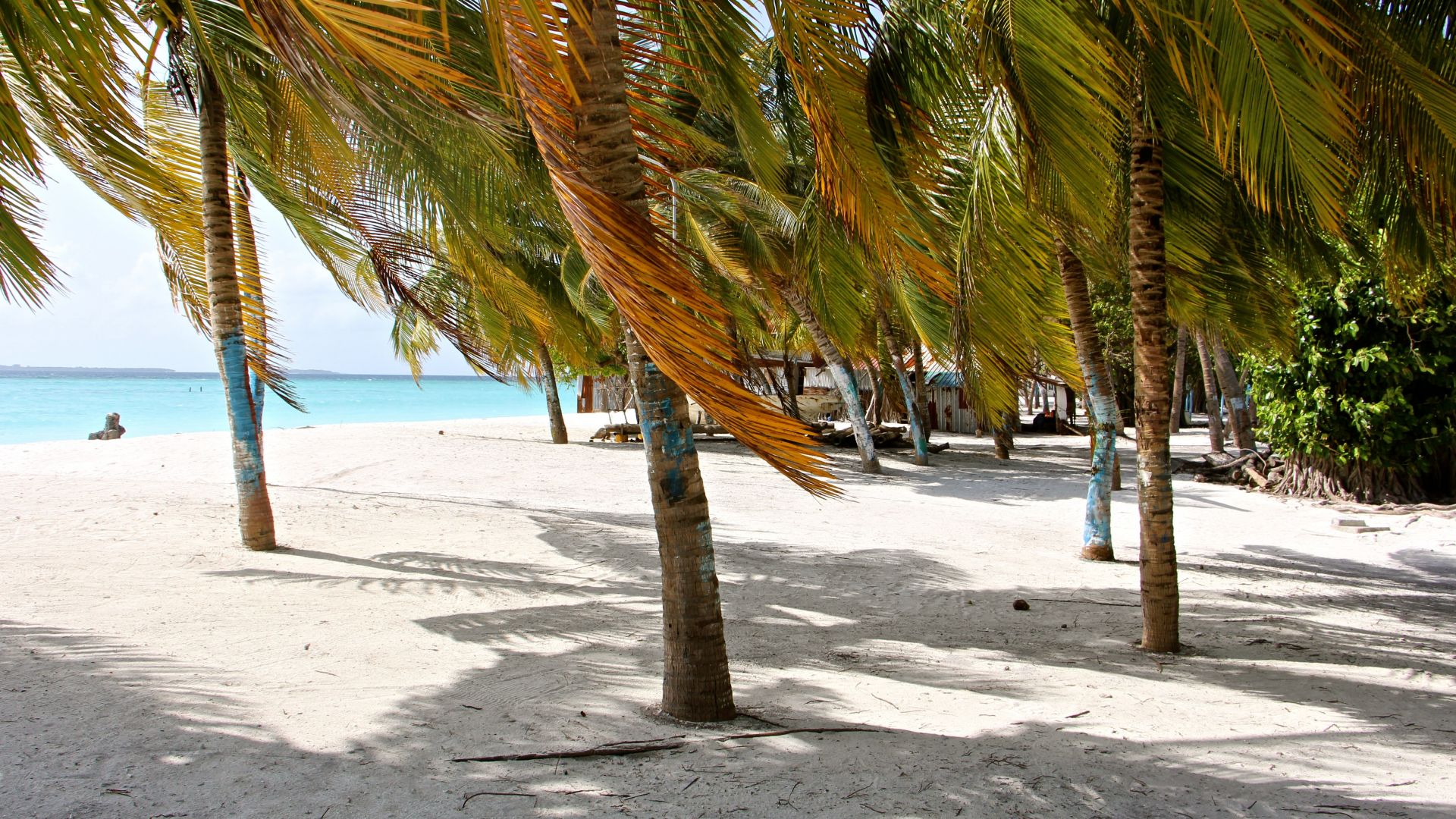 Wallpaper Palm trees, tropical beach, holiday, summer
