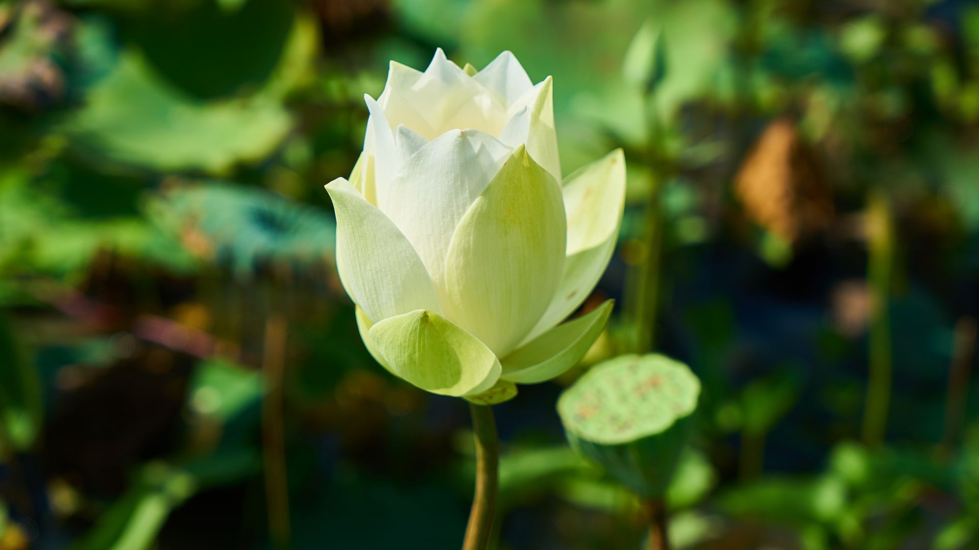 Wallpaper Beautiful, white lotus, flower, bloom
