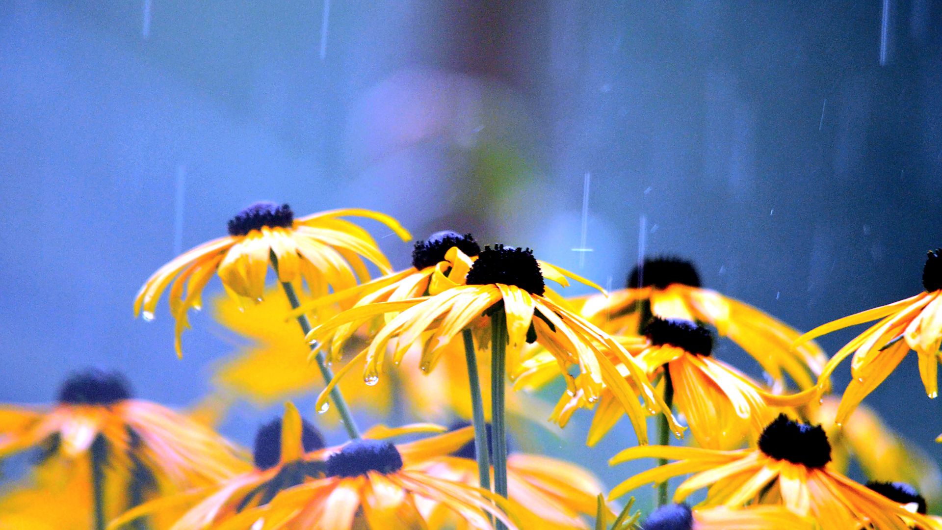 Wallpaper Yellow flowers, rain, water drops