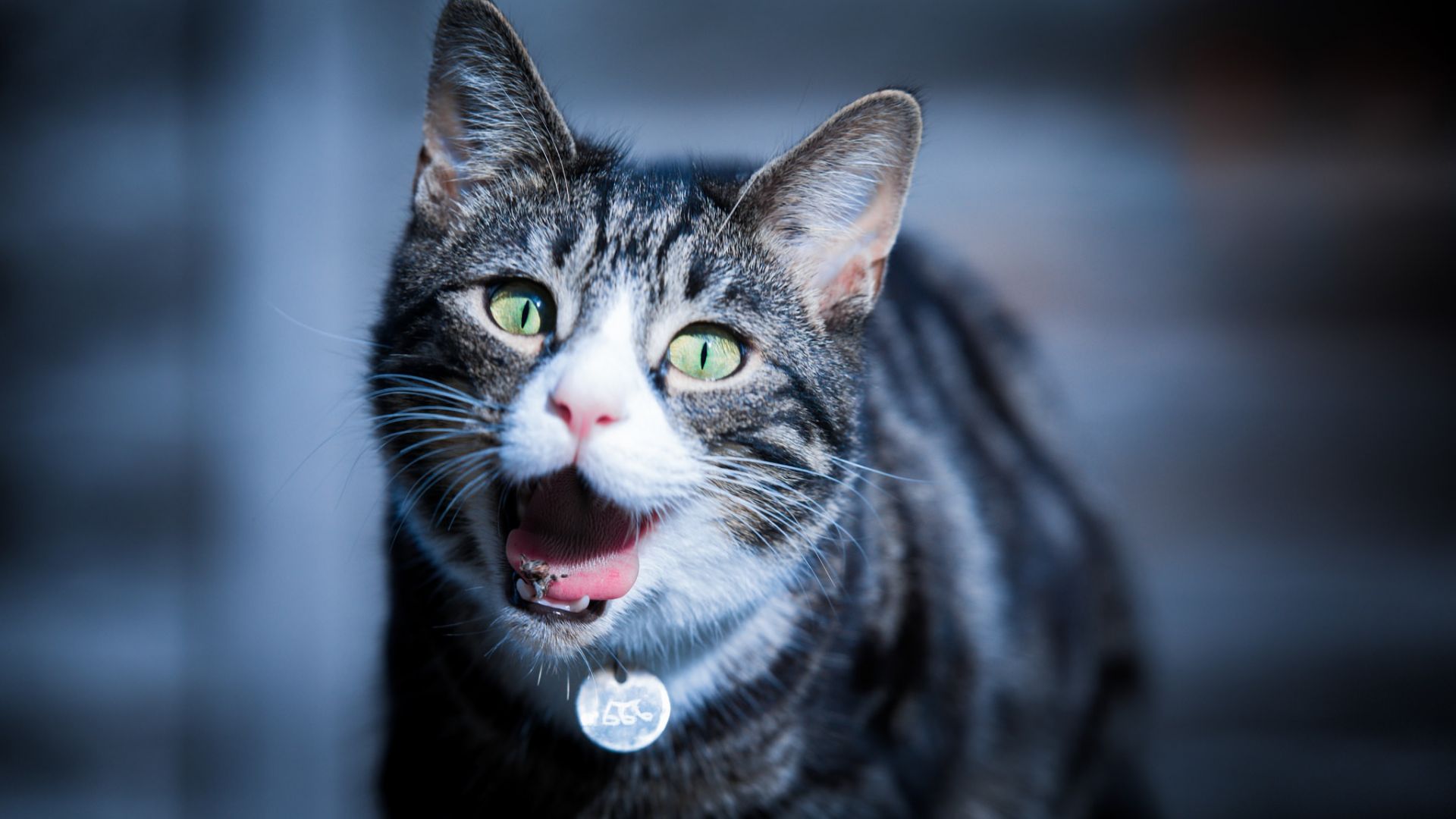 Wallpaper Cat, pet animal, muzzle, yawn