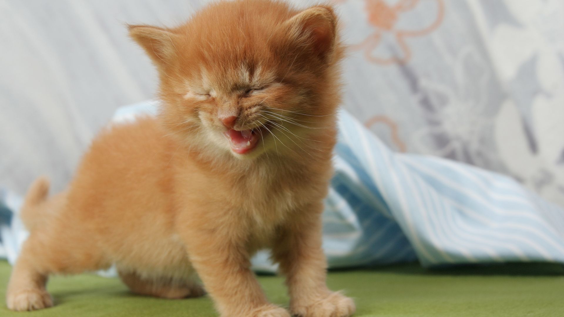 Wallpaper Cute kitten, baby animal, laugh