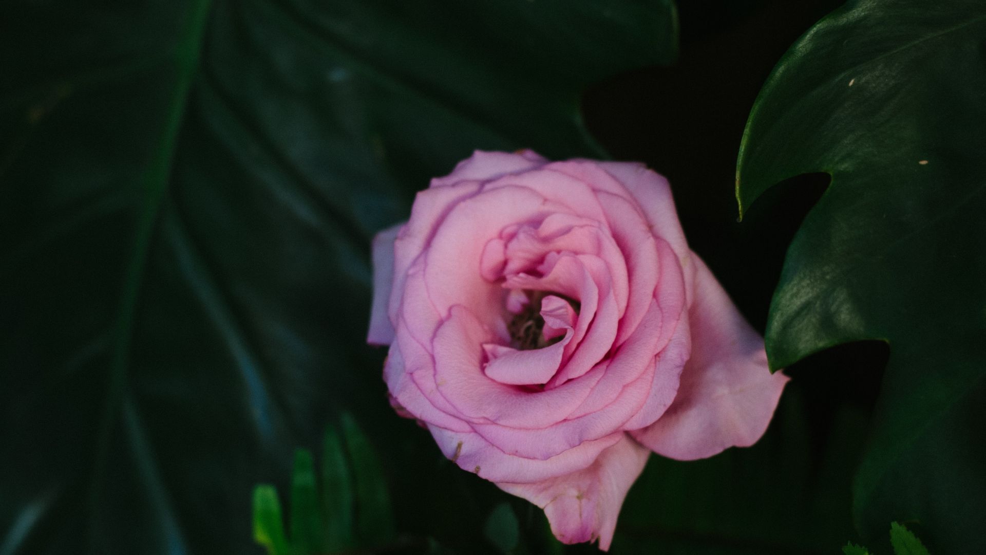 Wallpaper Rose Bud, flower, rose, pink, bloom