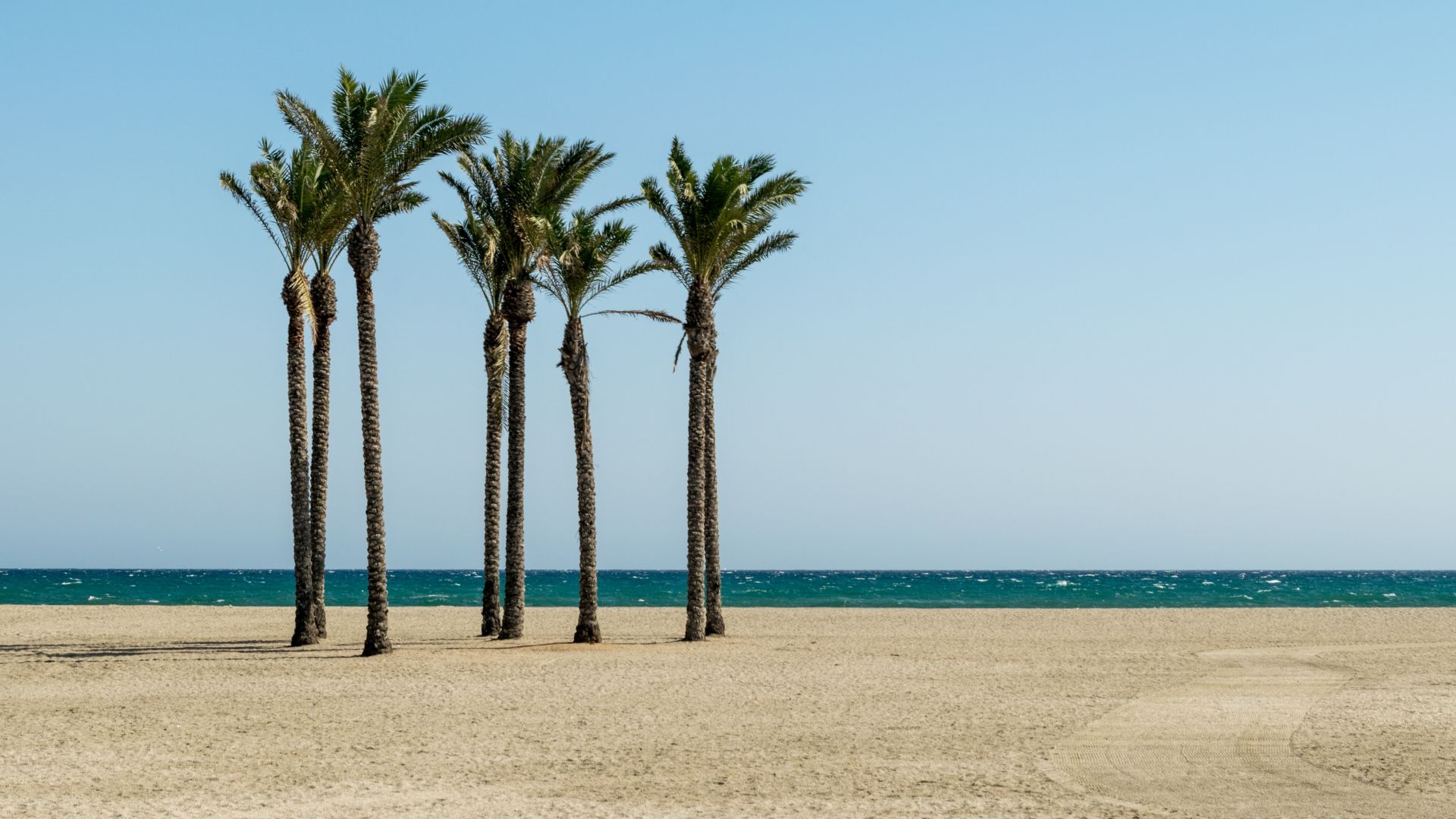 Wallpaper Palm trees, beach, sky, sea, 5k