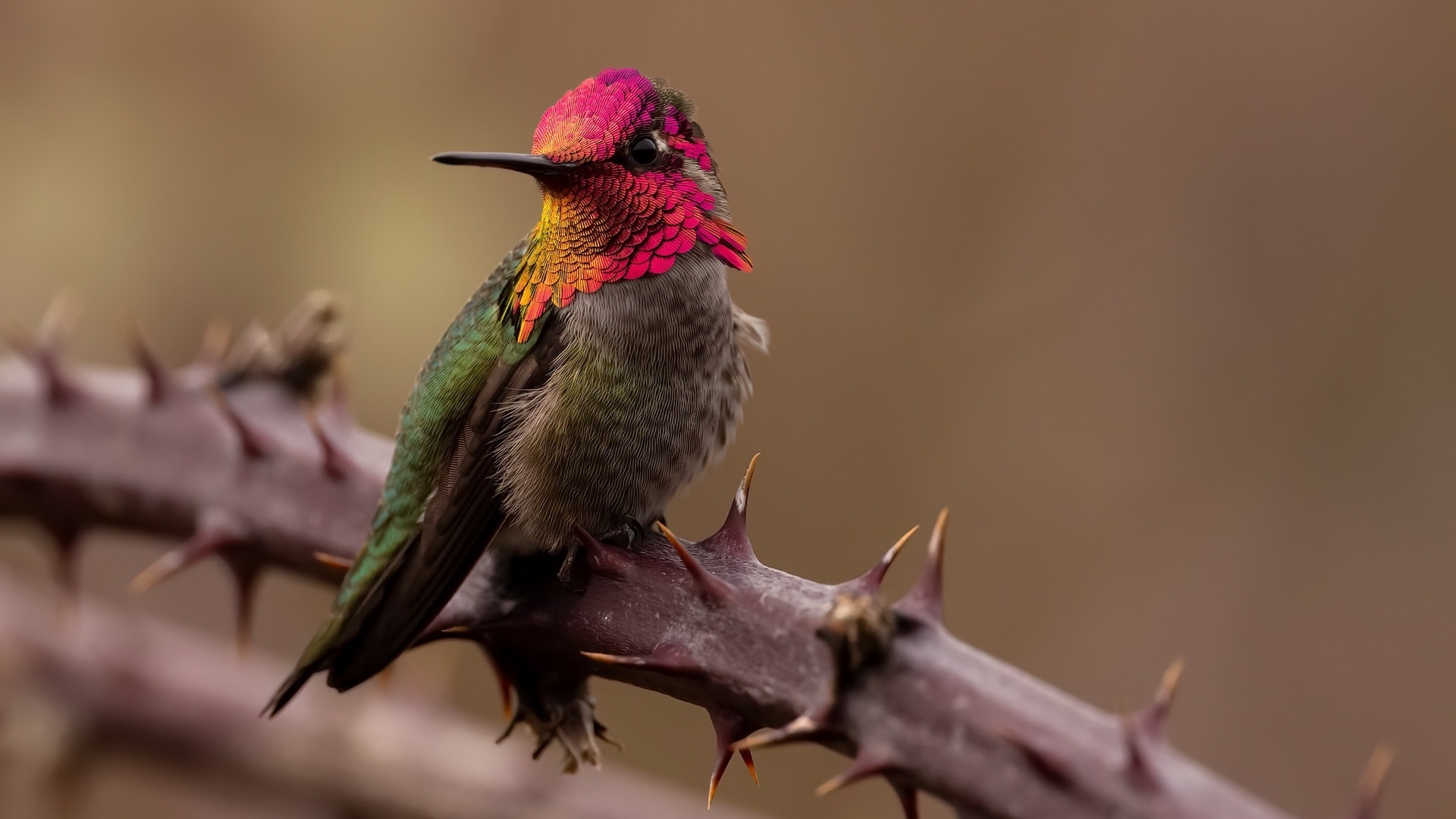 Wallpaper Close up, cute bird, hummingbird