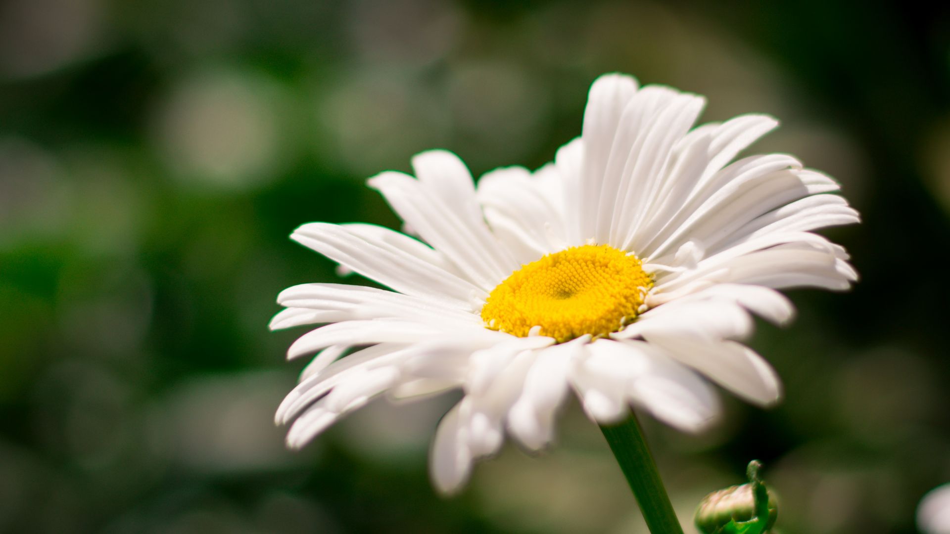 Wallpaper White daisy, spring, white flower, close up