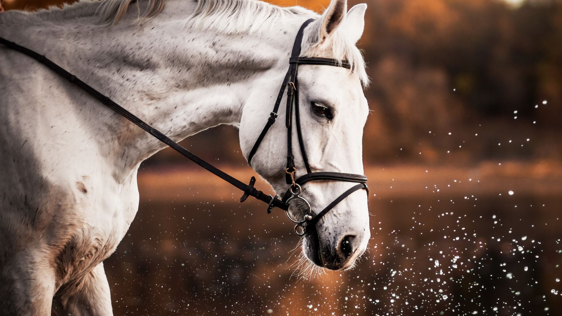 Wallpaper White horse, portrait, water splashes, muzzle