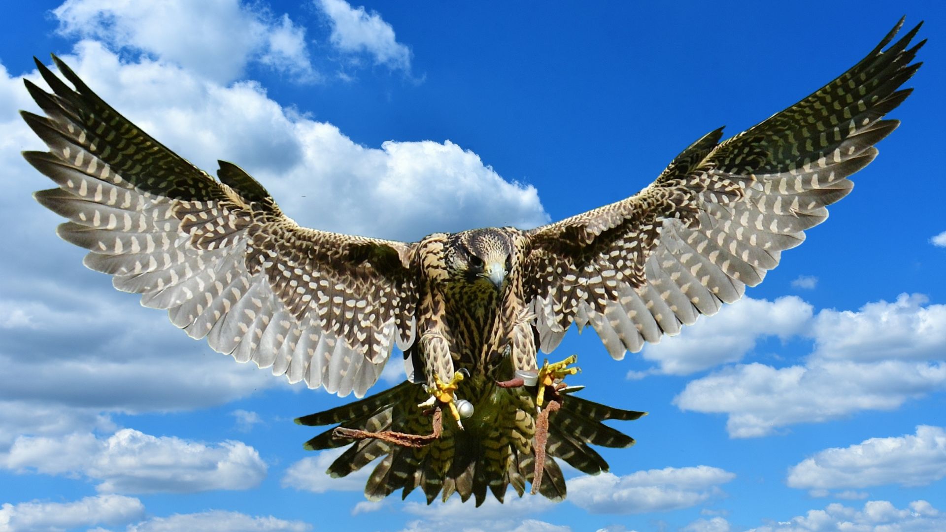 Wallpaper Flight, falcon, eagle, predator, birds, wing