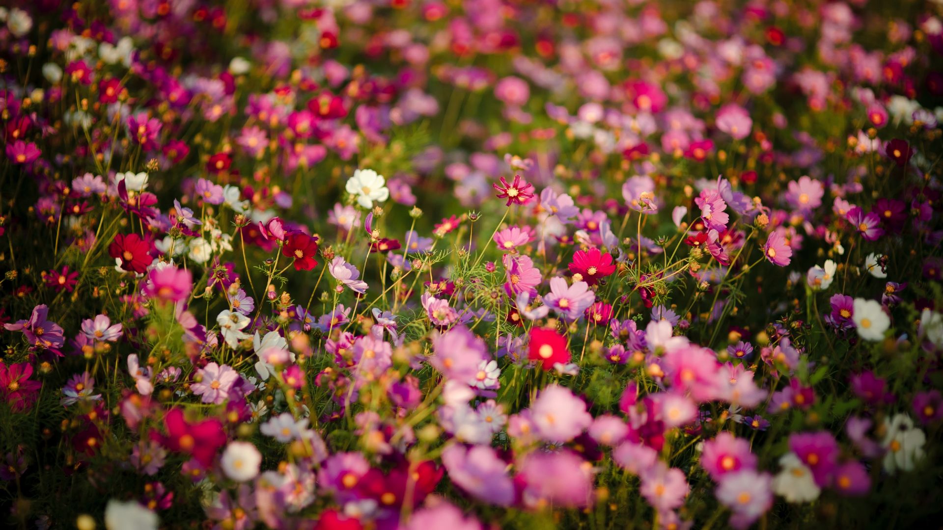 Wallpaper Beautiful meadow, colorful flowers, spring