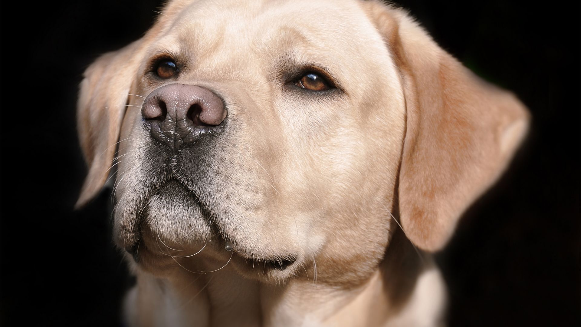 Desktop Wallpaper Labrador, Dog, Animal, Muzzle, Hd Image, Picture,  Background, 585854
