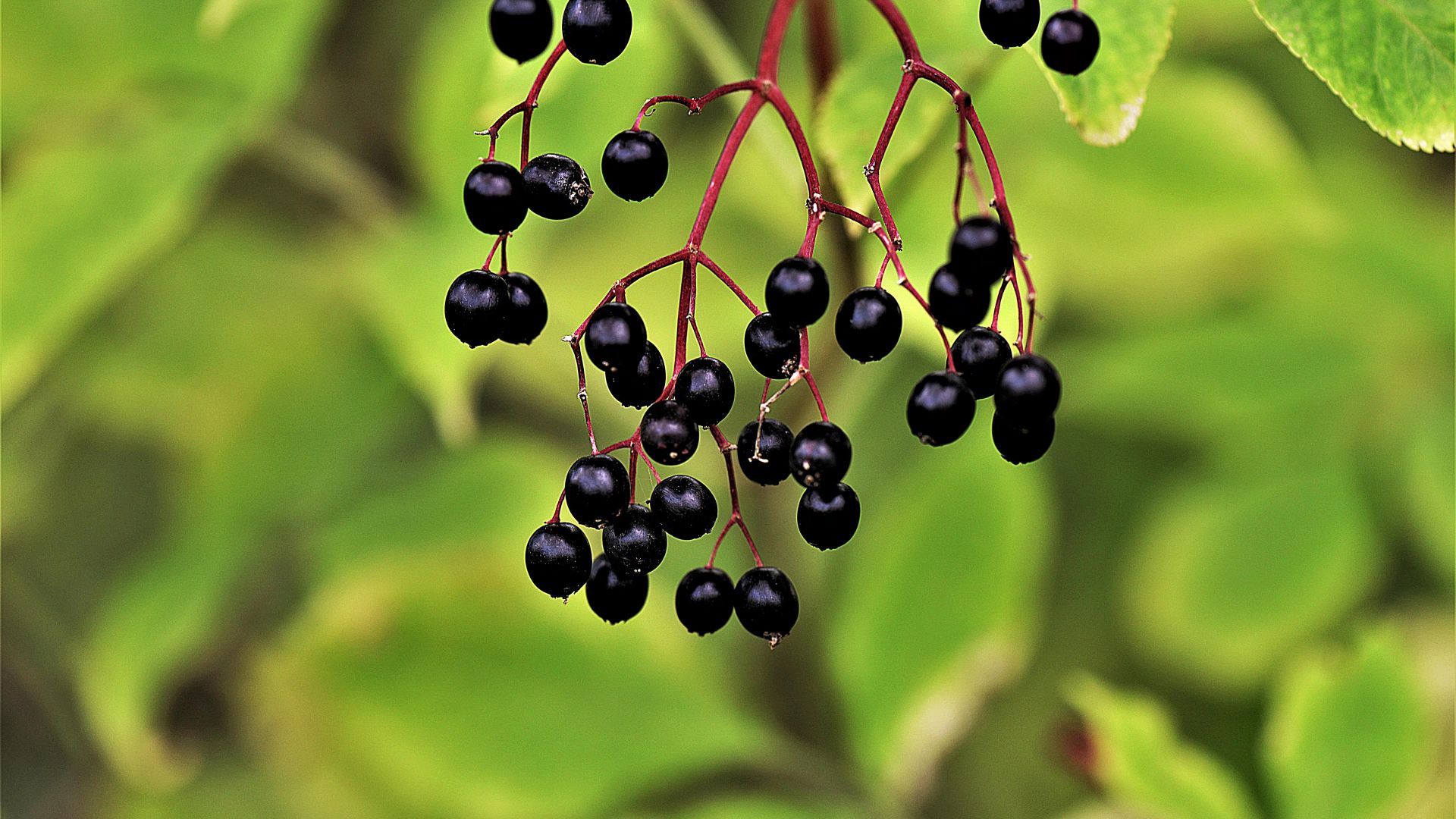 Wallpaper Riped, berry, black berries