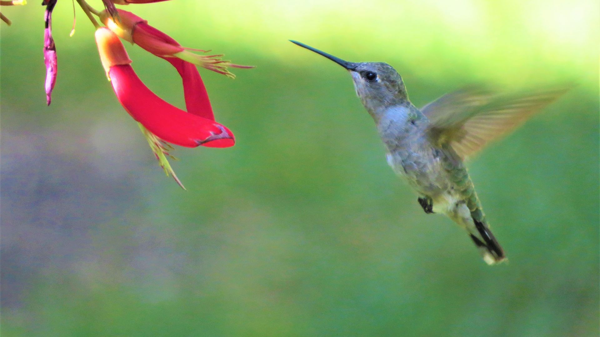 Wallpaper Bird, flowers, hummingbird, fly, wings