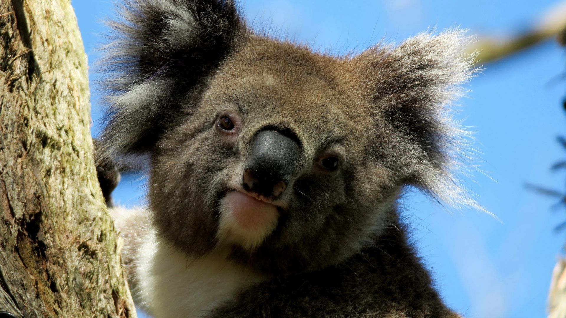 Wallpaper Koala, wild animal, head, cute