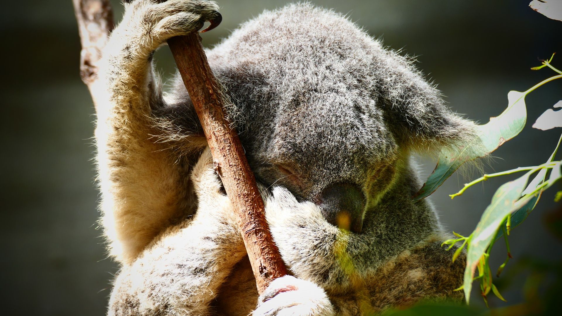 Wallpaper Koala, cute animal, sleep