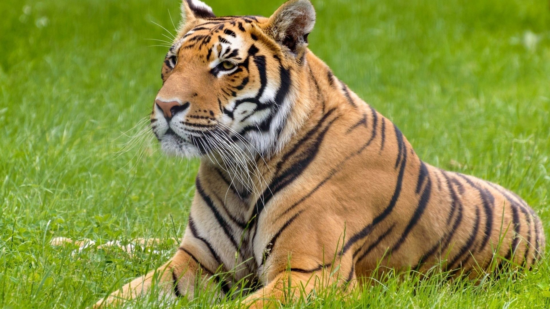 Wallpaper Tiger animal