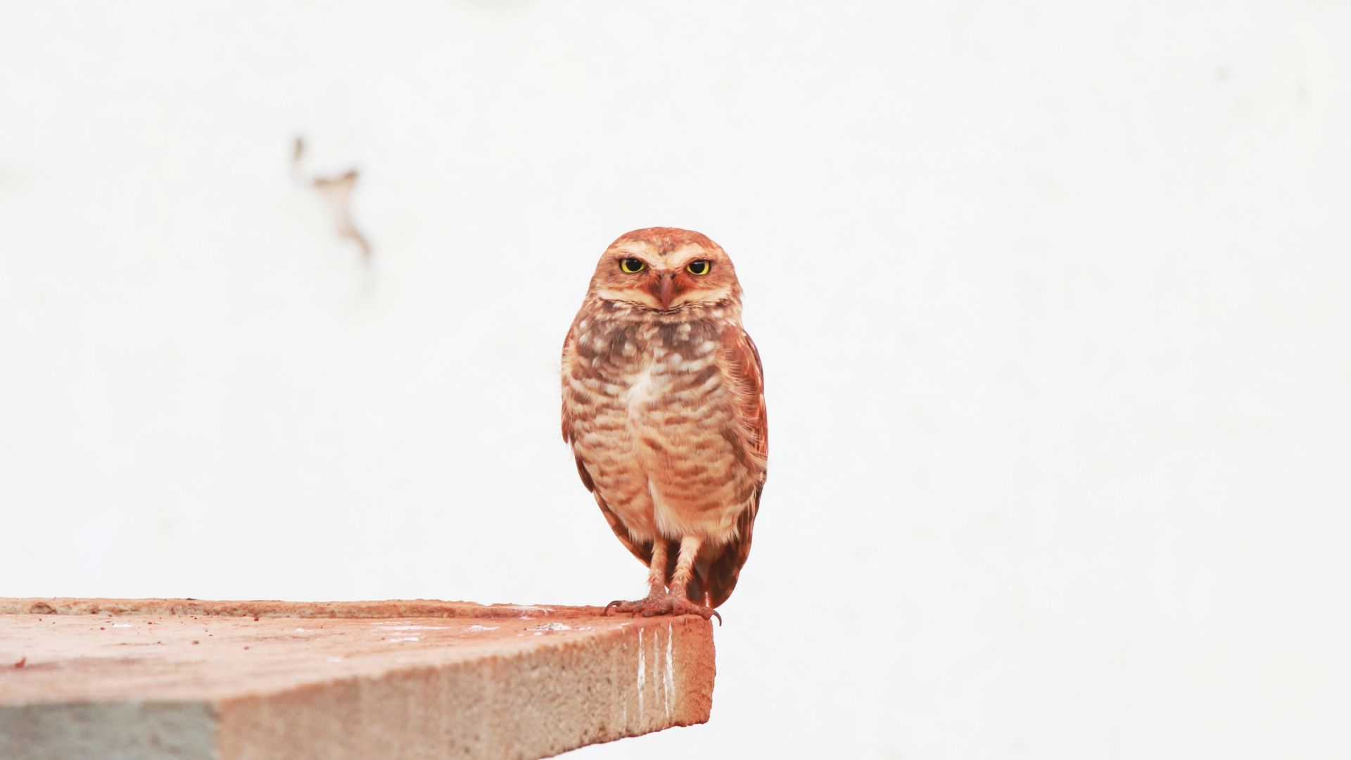 Wallpaper Predator, bird, owl