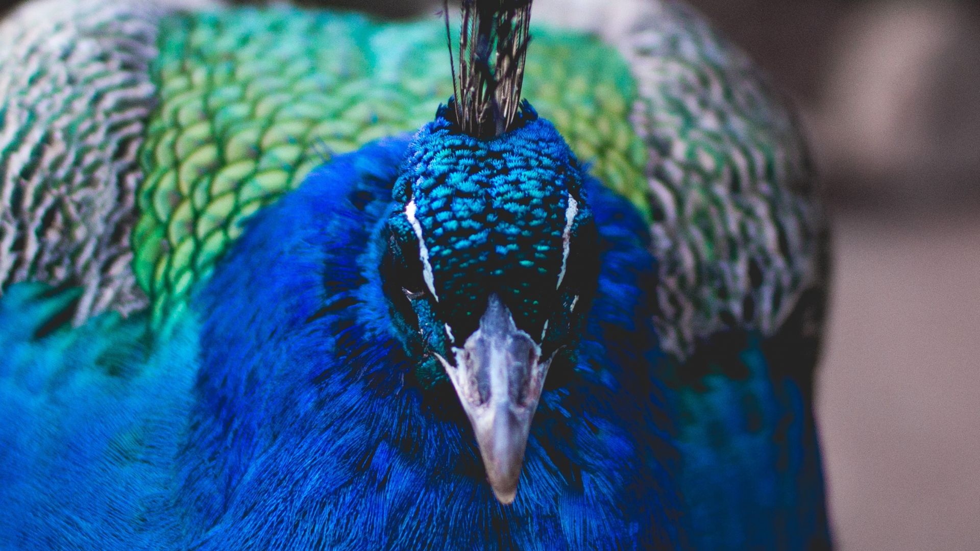 Wallpaper Peacock bird, beak, close up