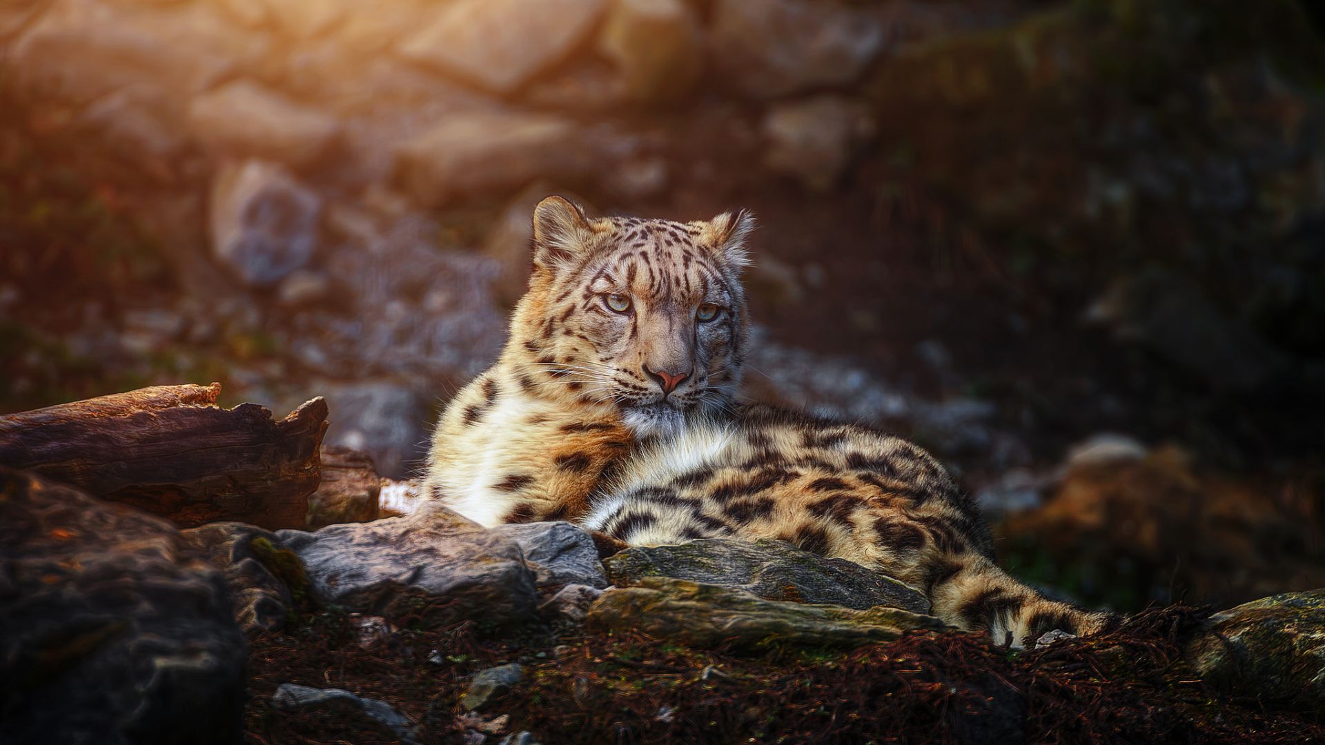 Wallpaper Snow leopard, wild animal, calm, sit